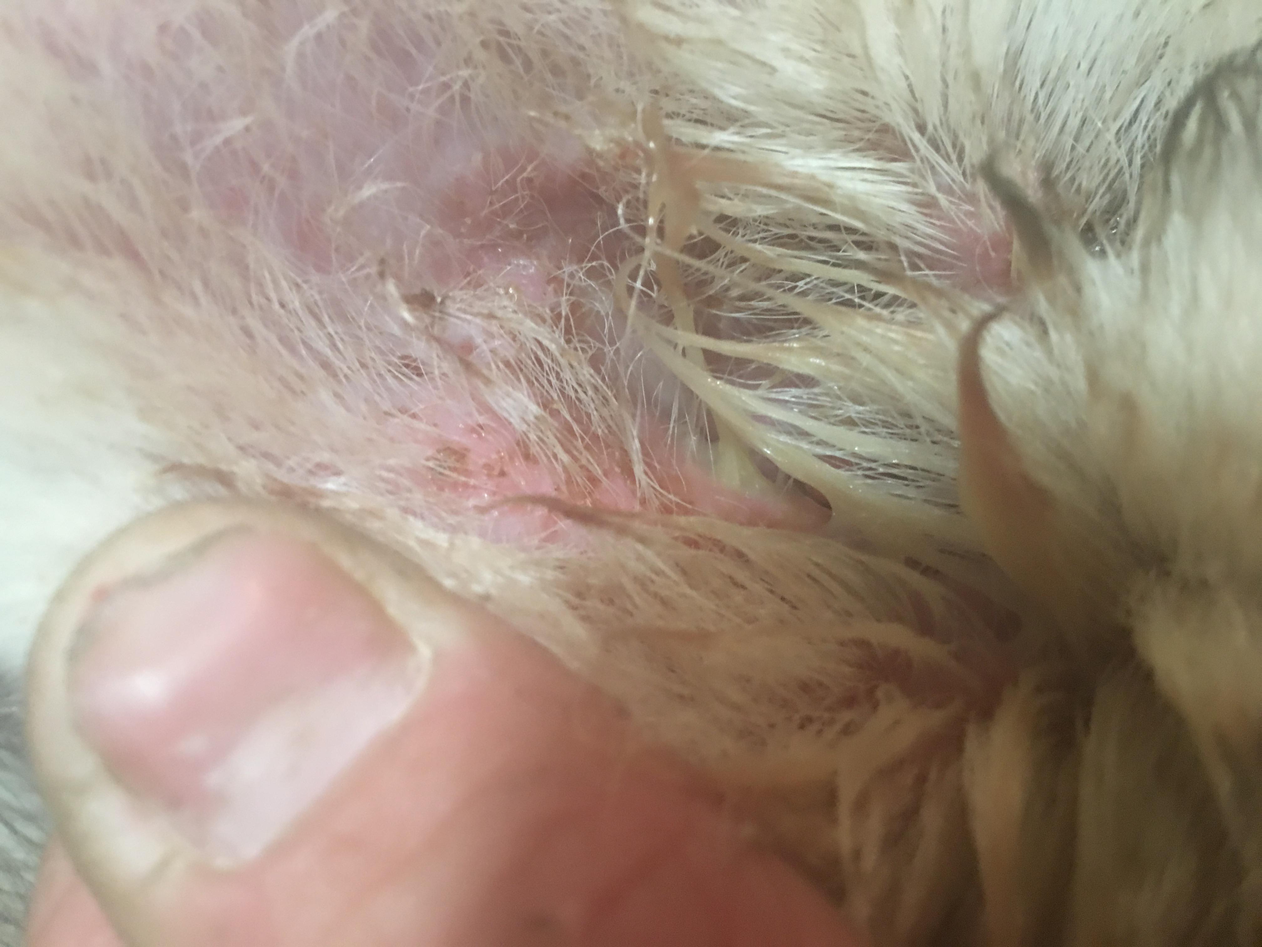 Question details sensitive content