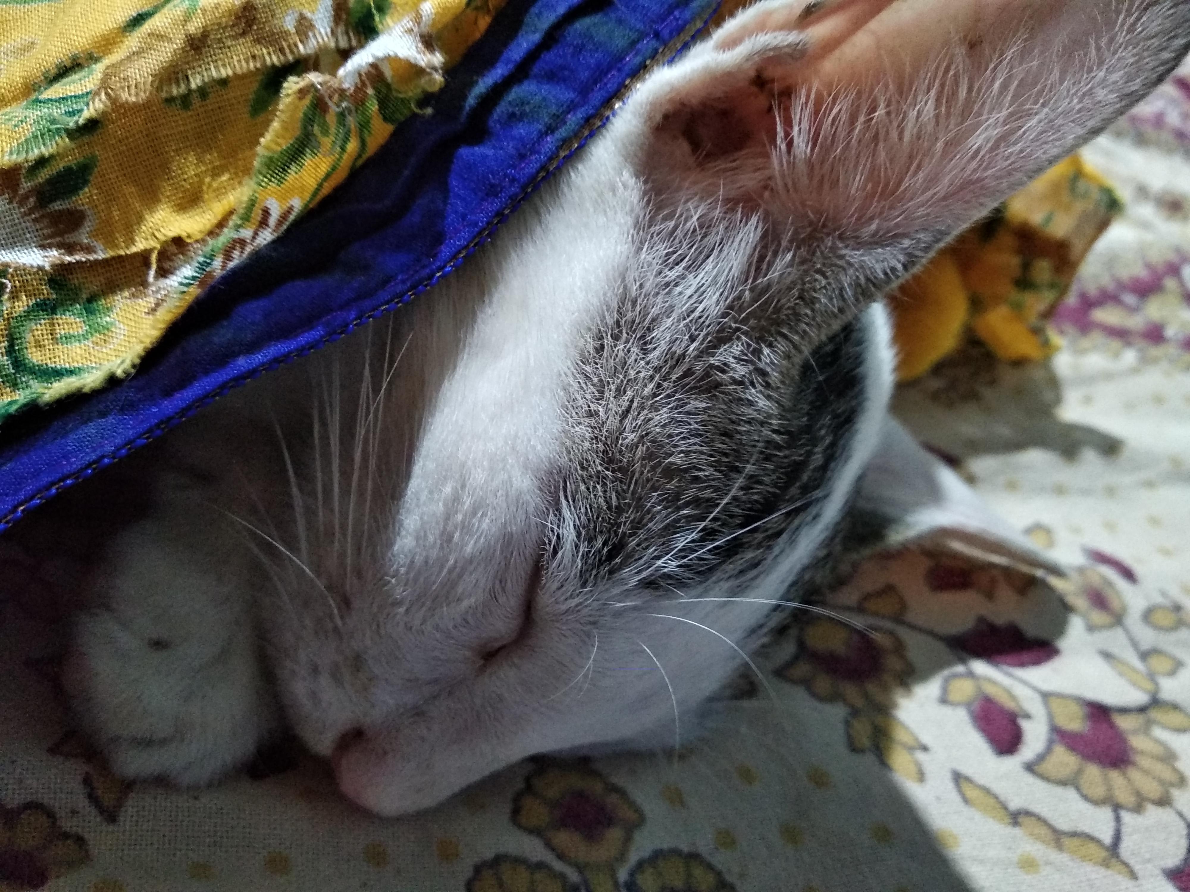 Question details sensitive content