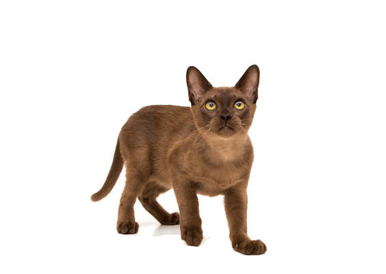 Petco Pet Education Center