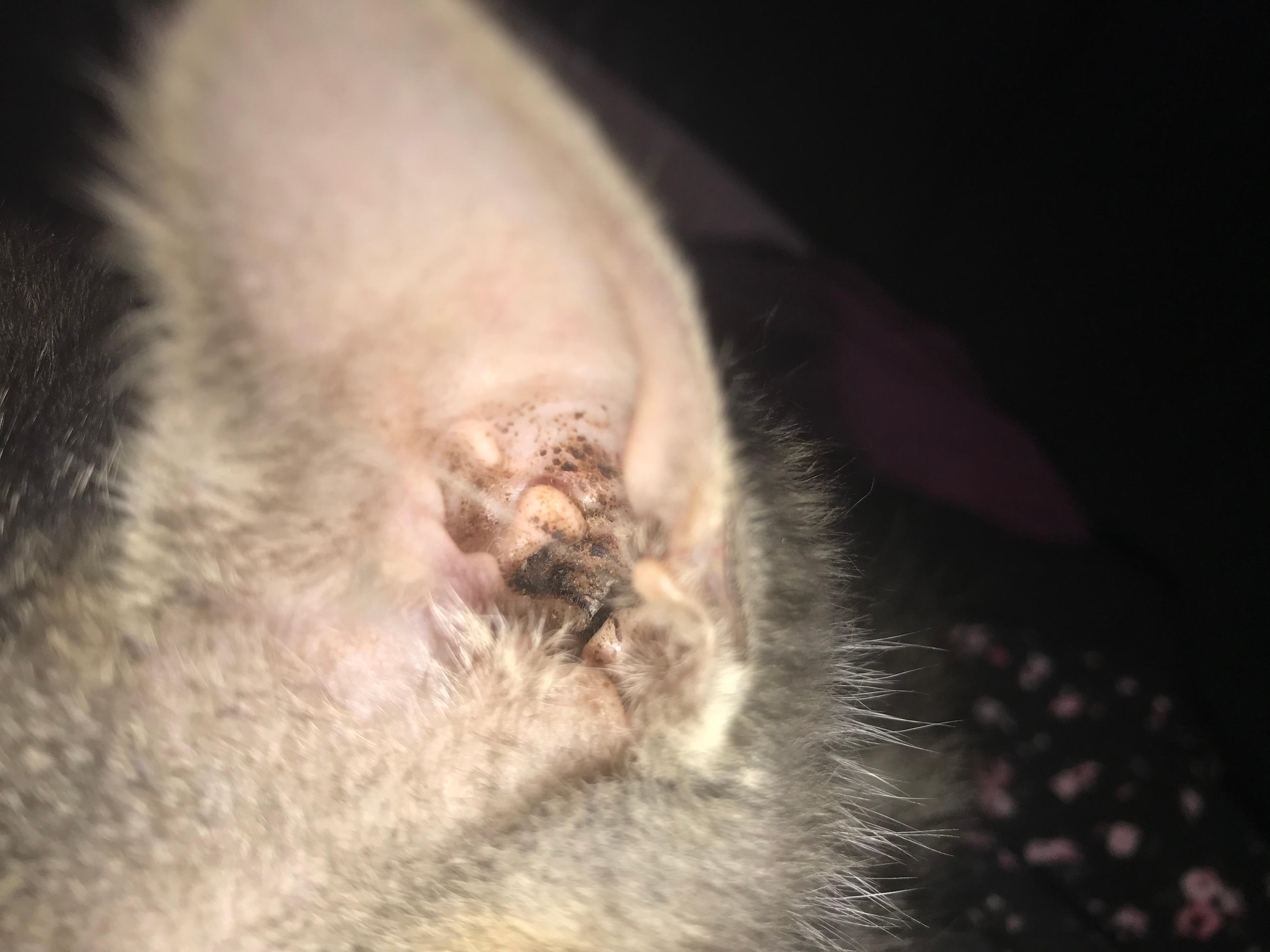 Question details sensitive content