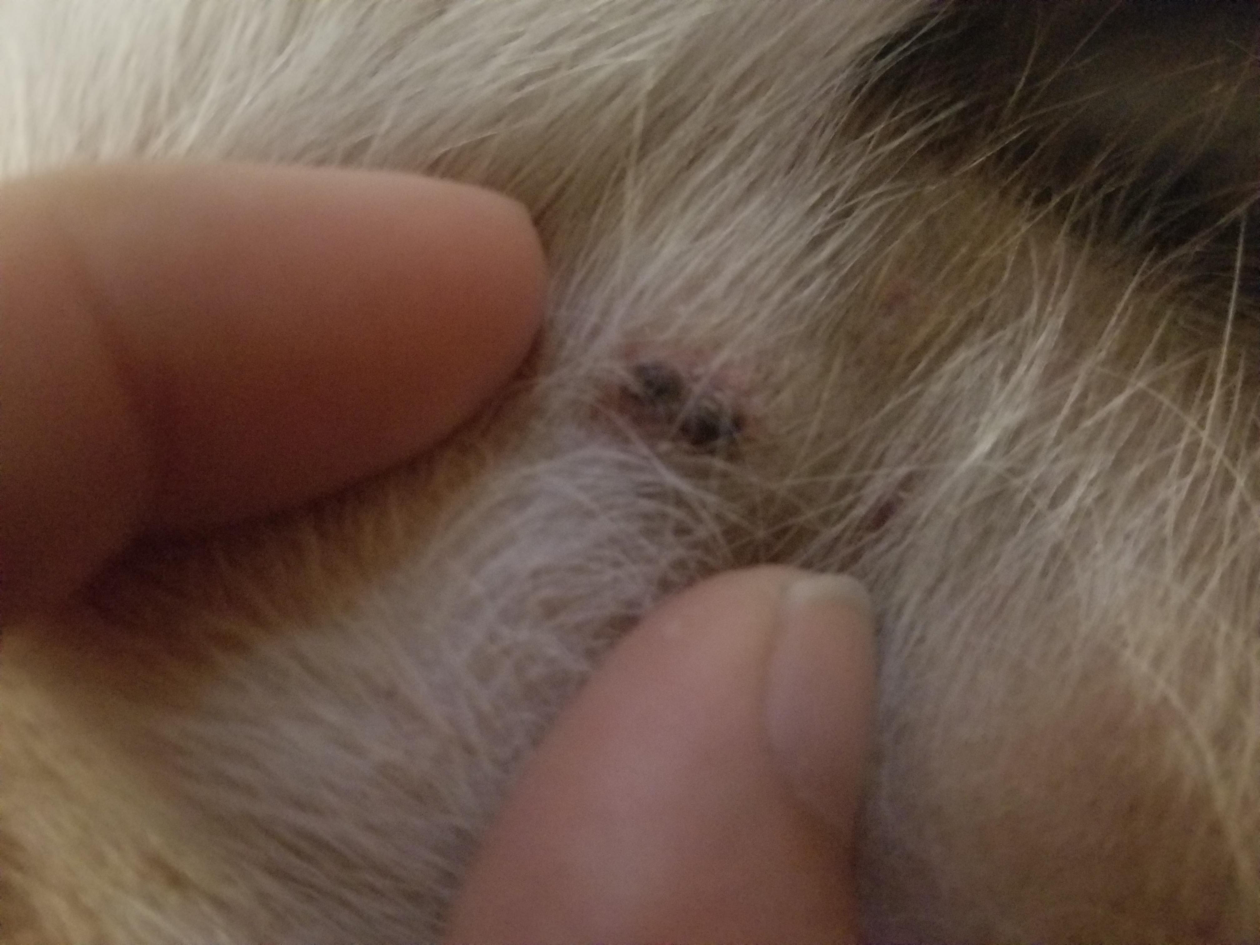 Question details sensitive content