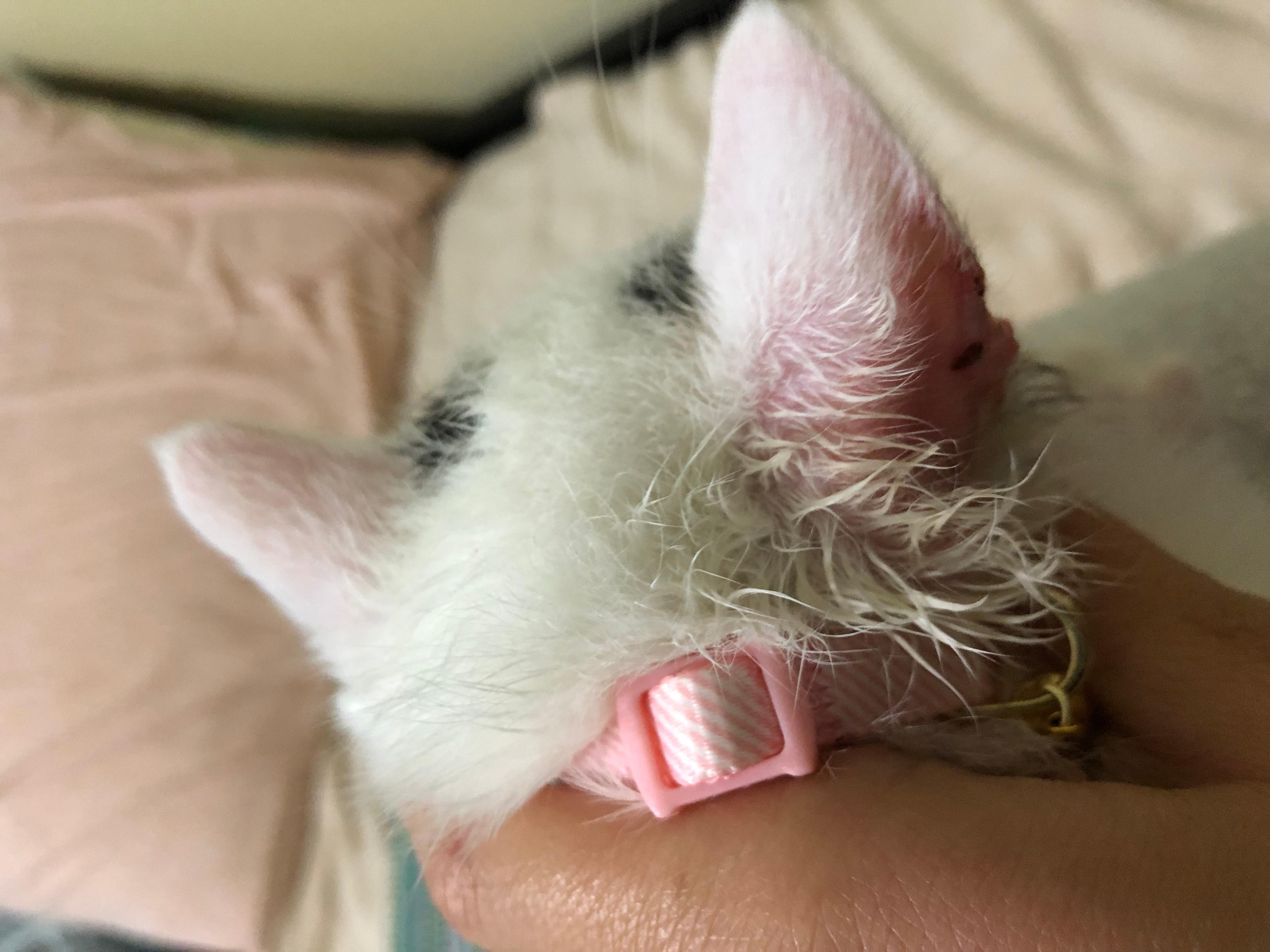 Question details sensitive content