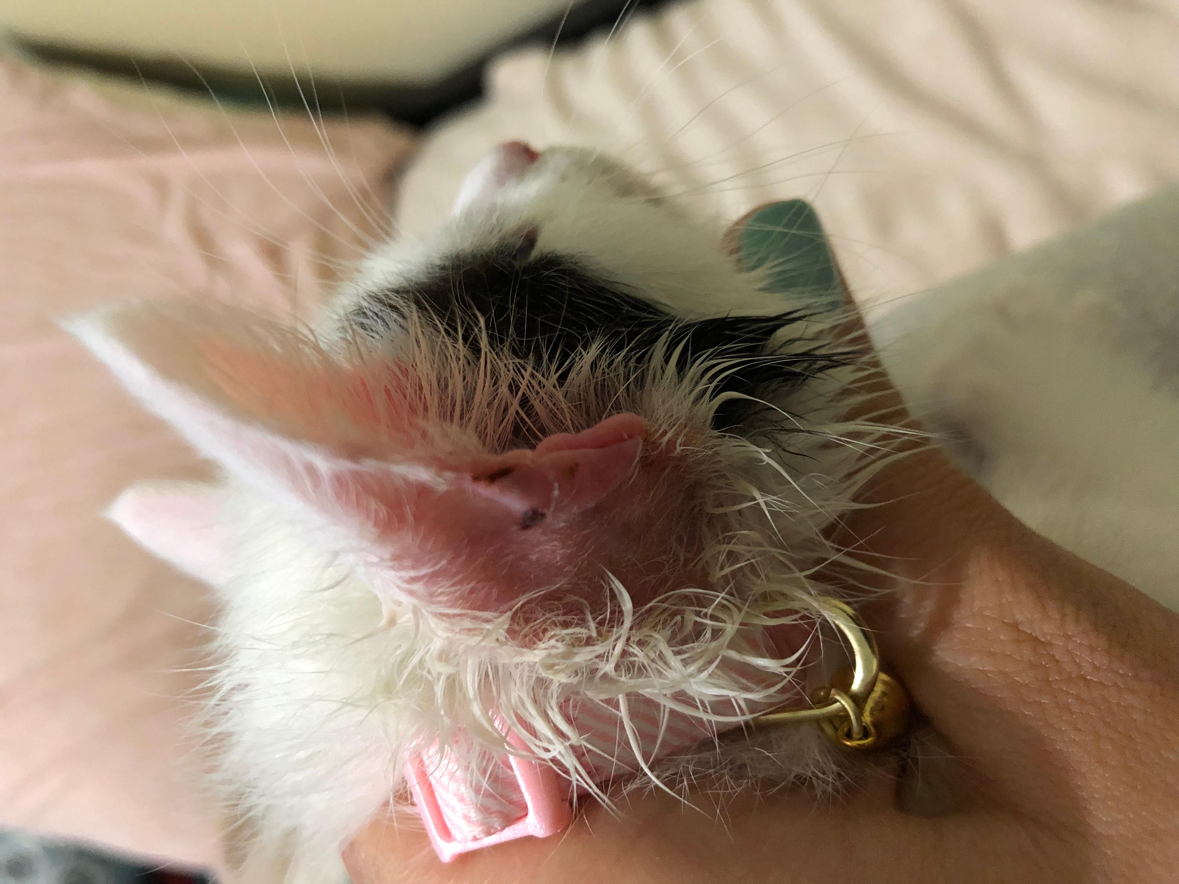 Question details sensitive content