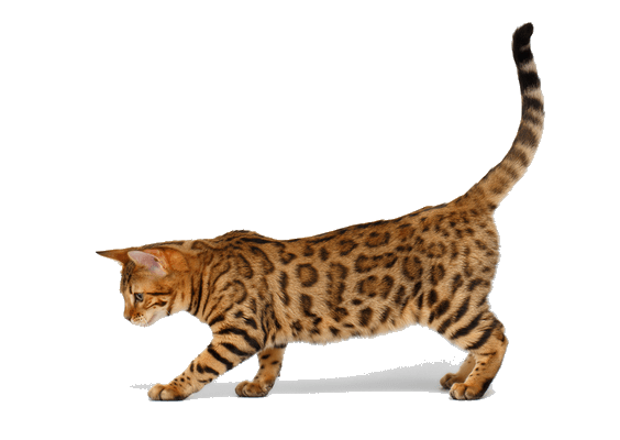 Petco Pet Education Center