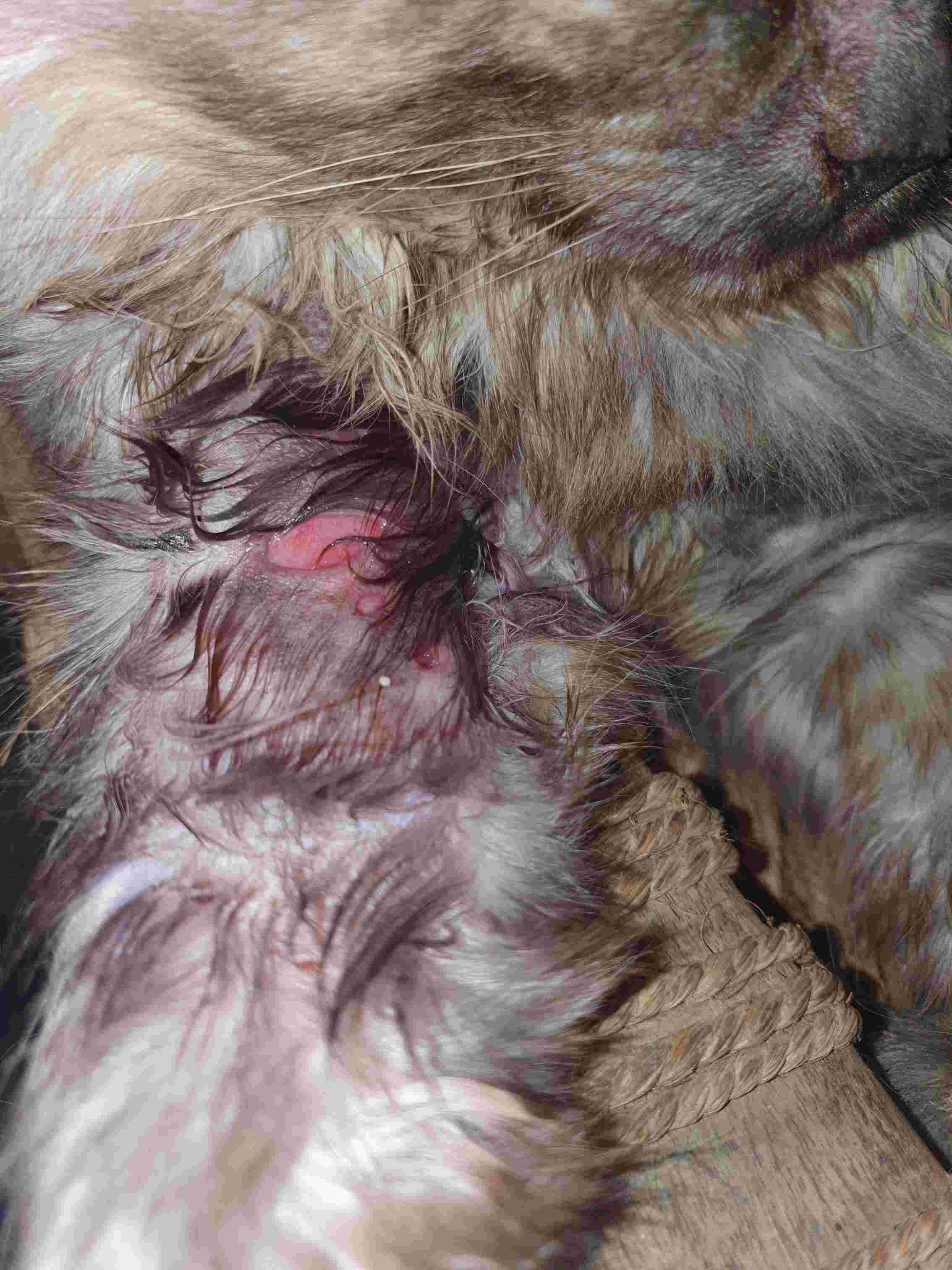 Question details sensitive content