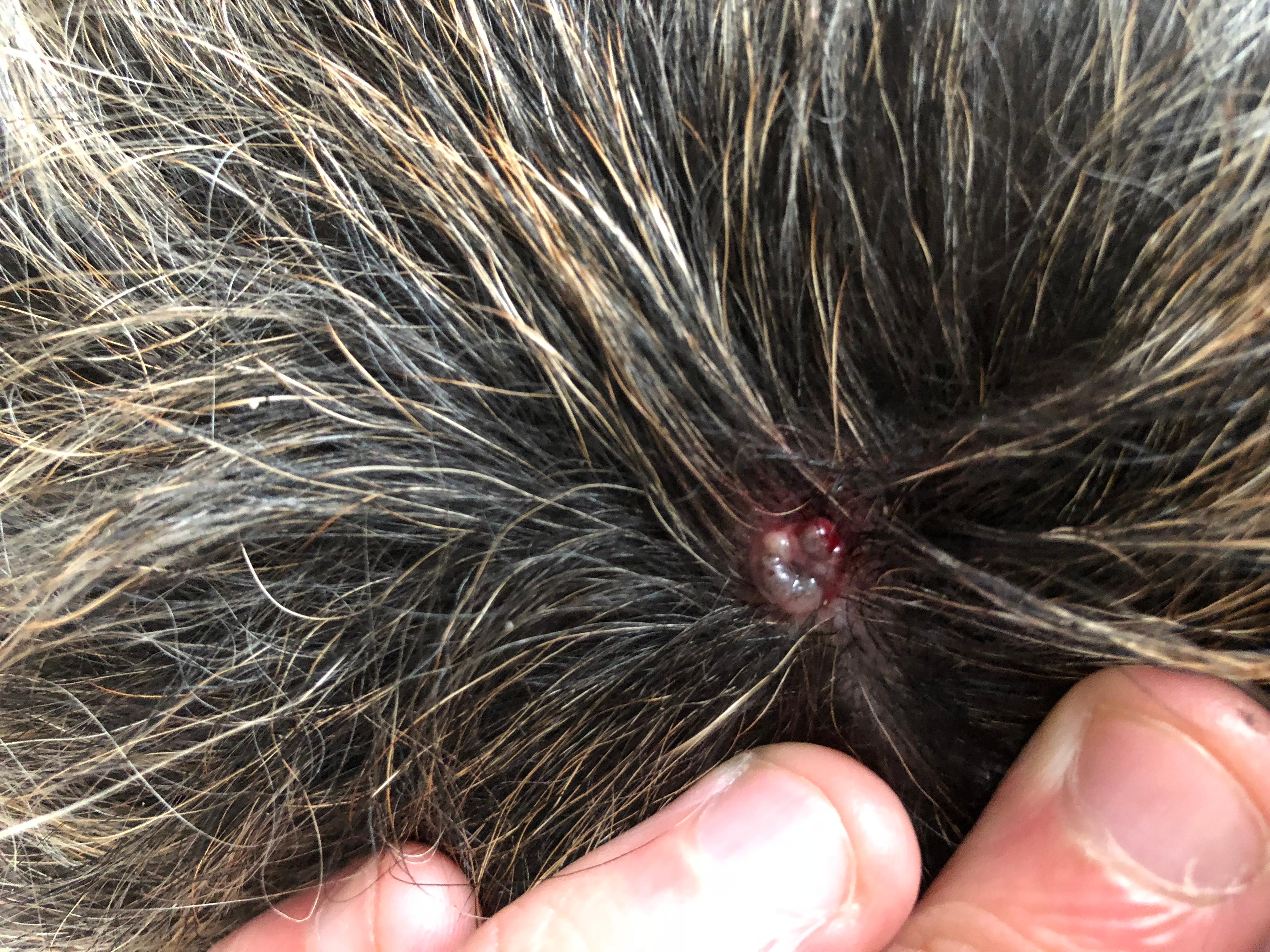 Question details sensitive content