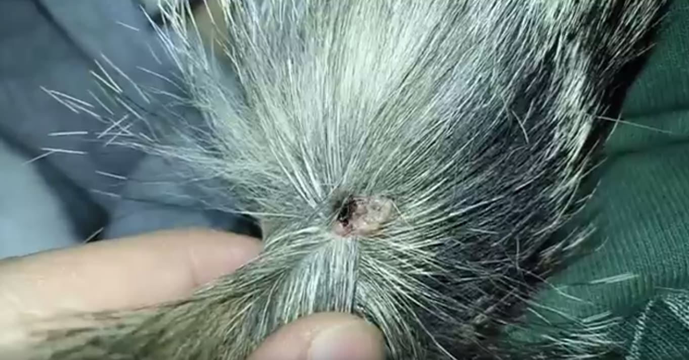 Question details sensitive content