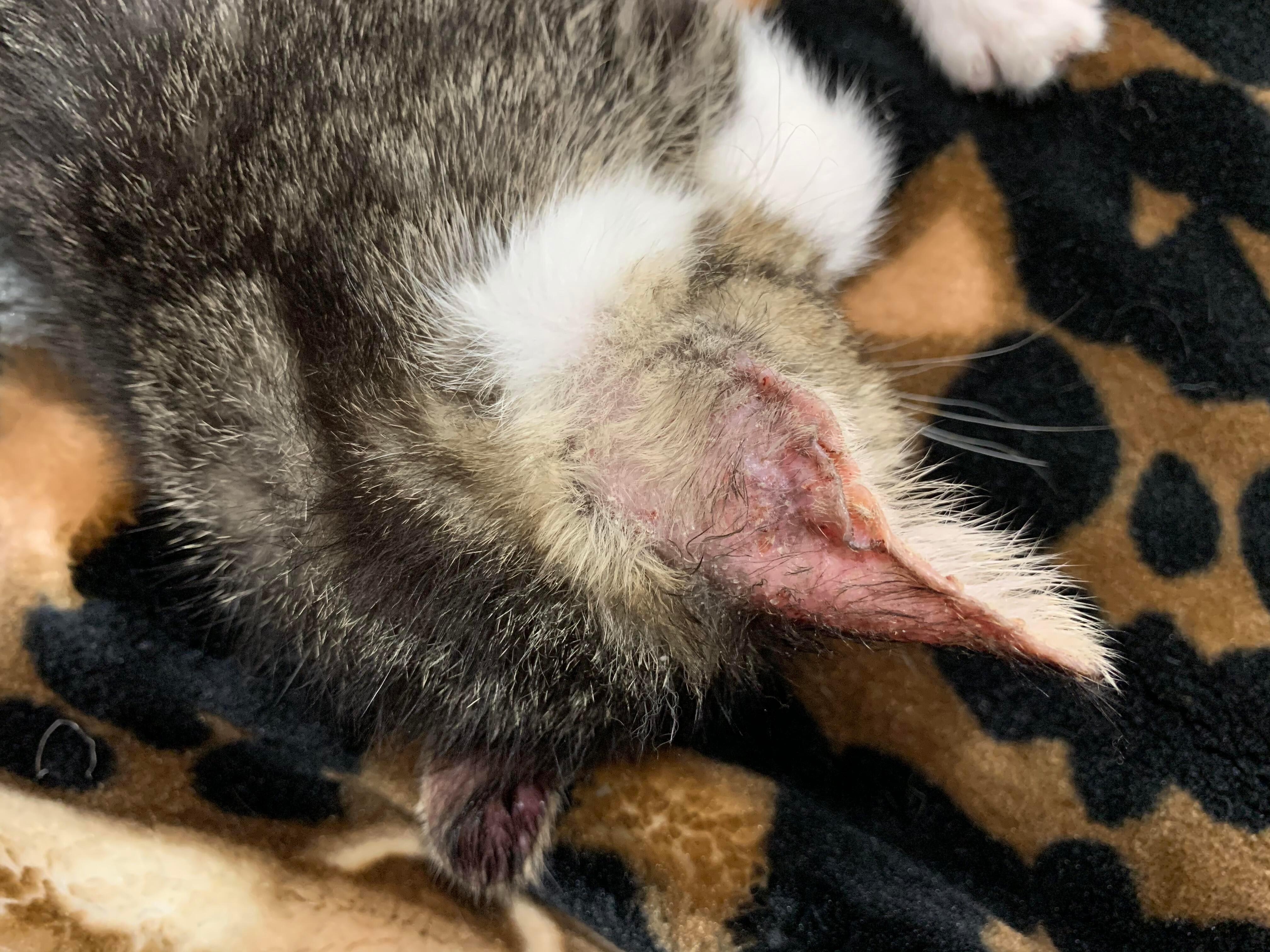 Question details sensitive content