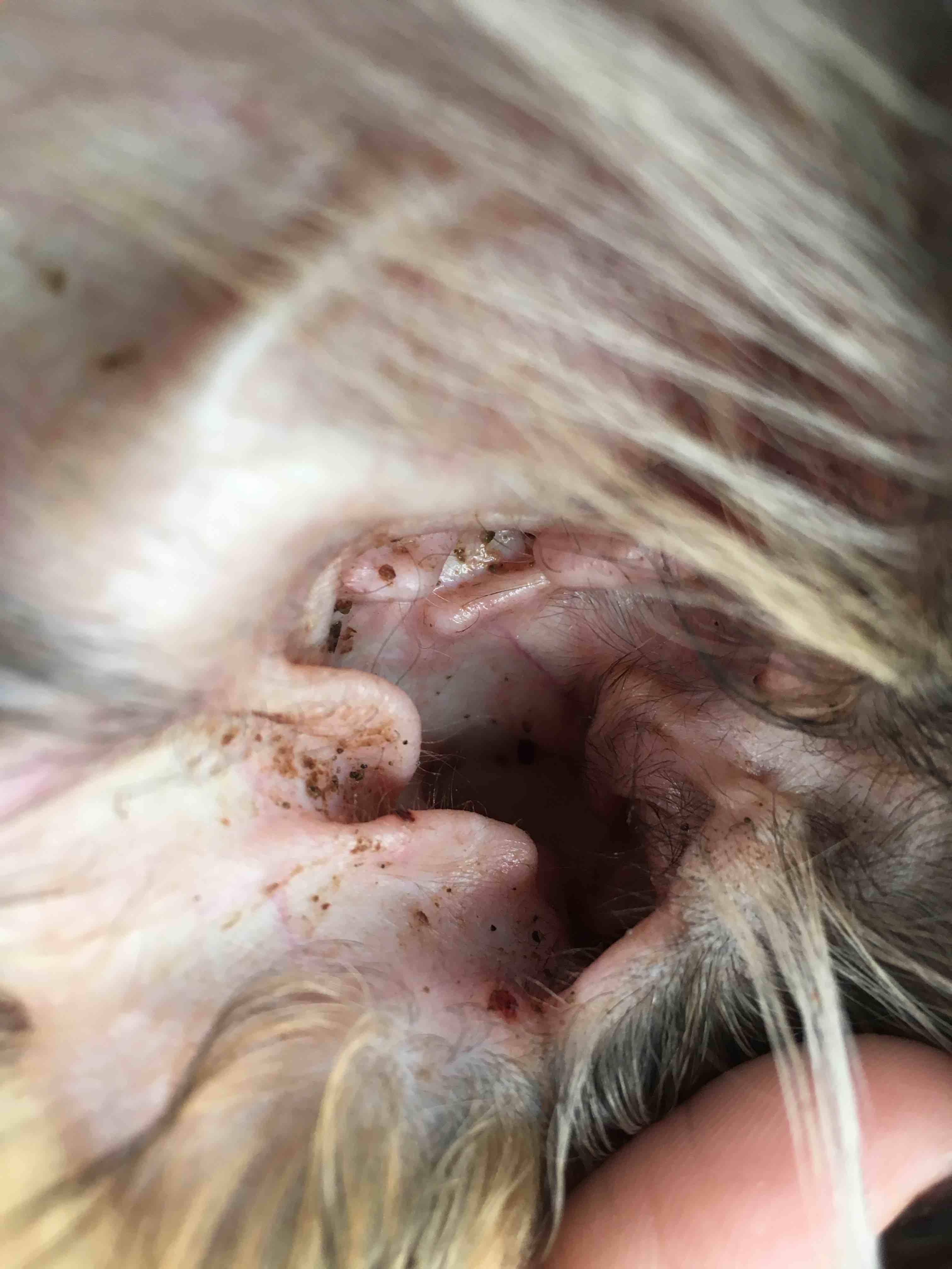 Question details sensitive content