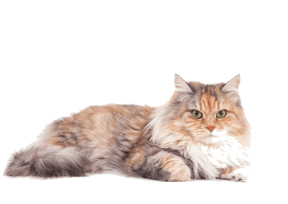 Petco Pet Education Center