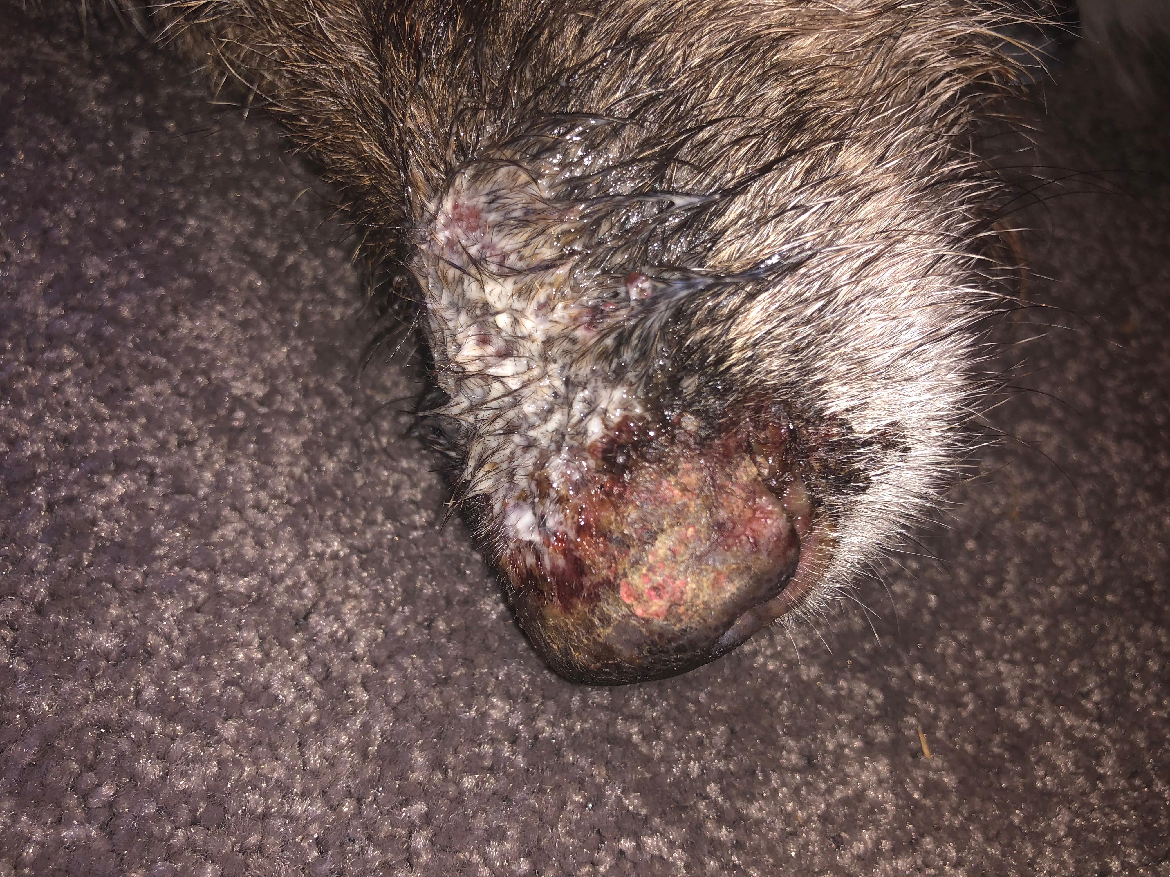 Question details sensitive content