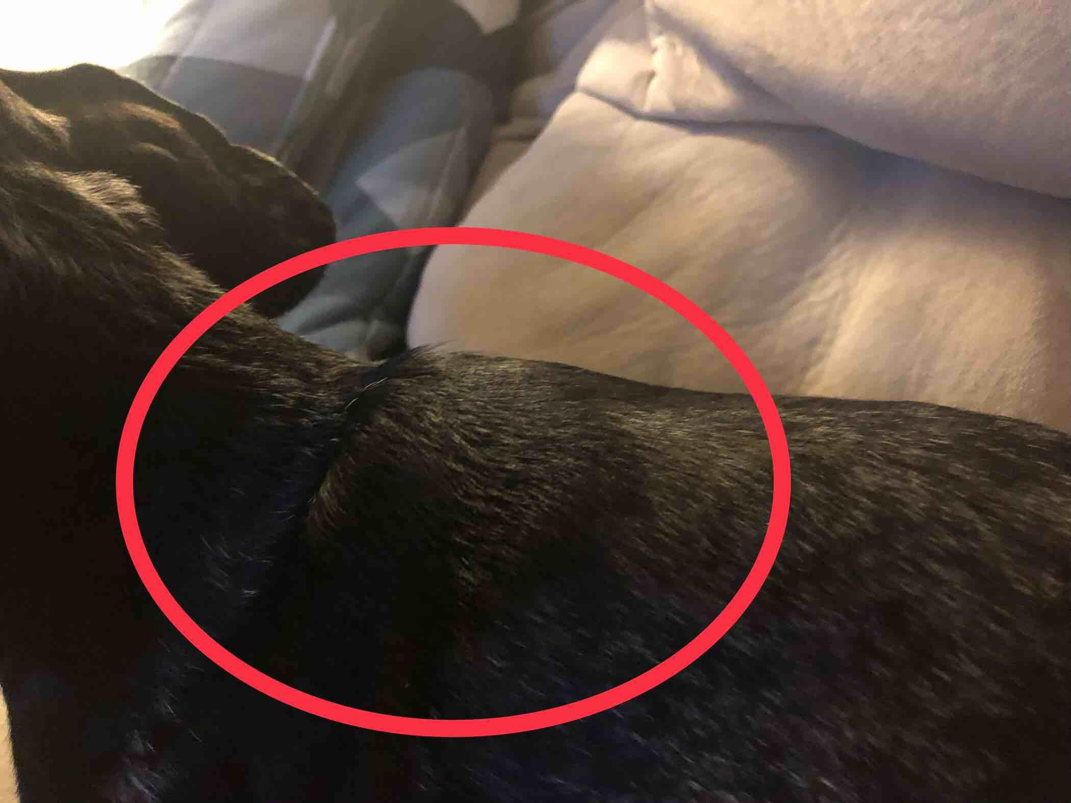 Question details sensitive content