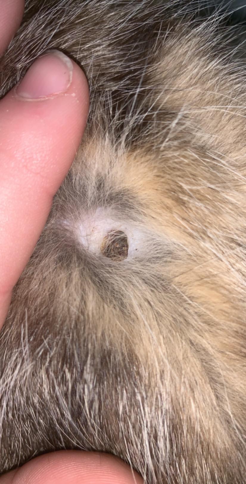 Question details sensitive content