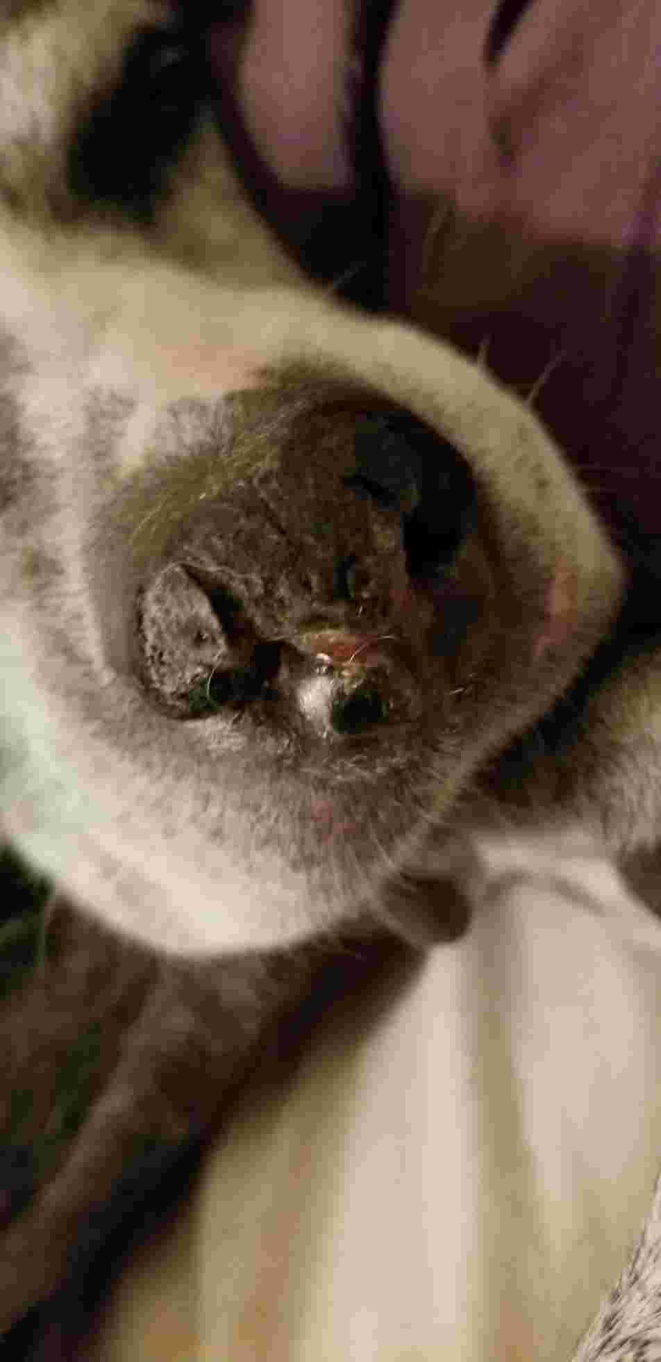 Question details sensitive content