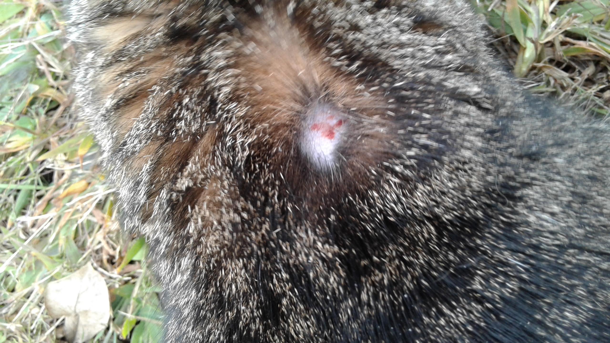 Question details sensitive content