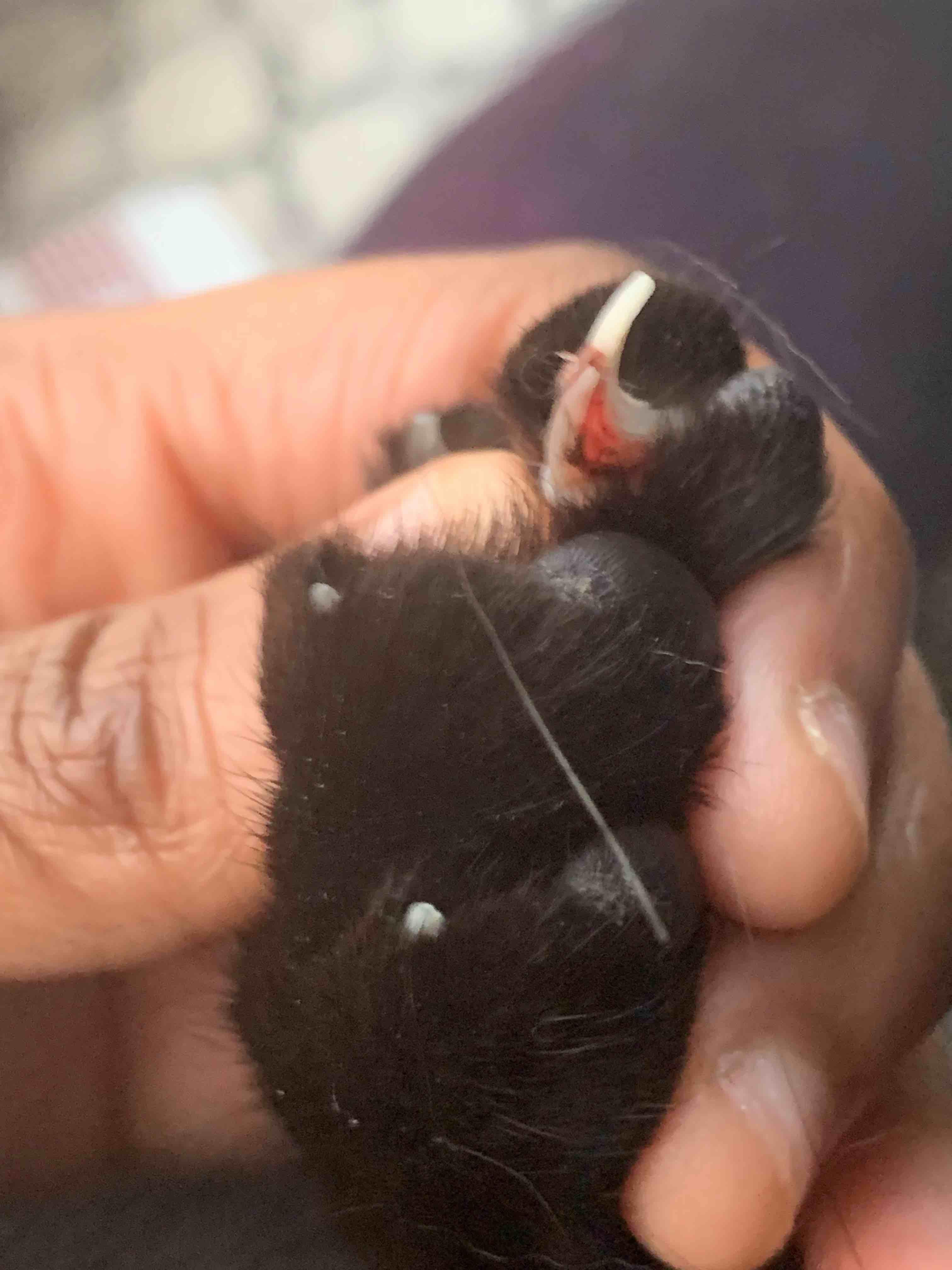 Question details sensitive content