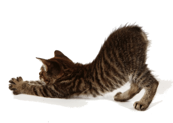 Petco Pet Education Center