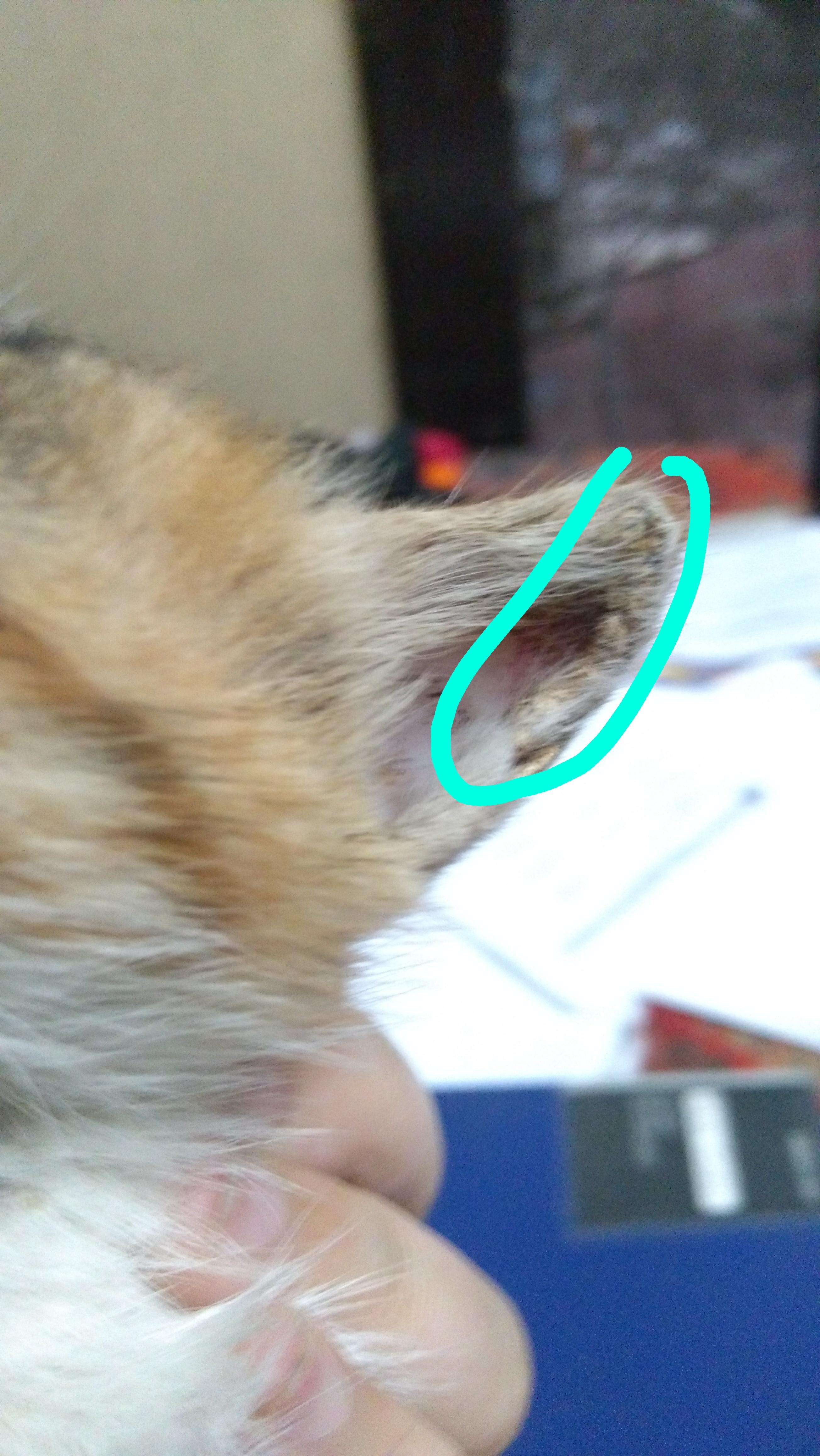 Question details sensitive content