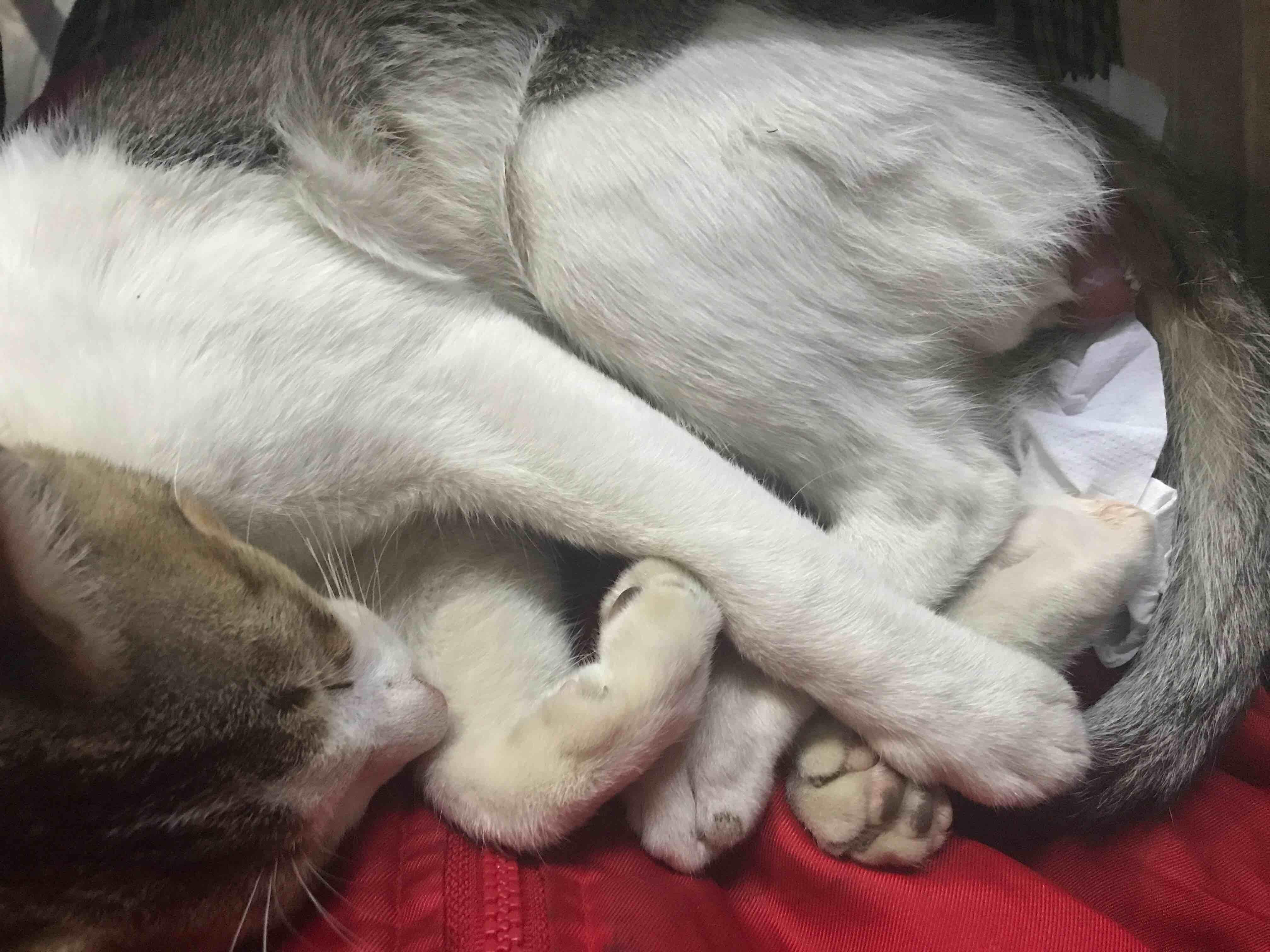 Question details sensitive content