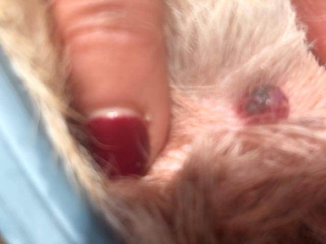 Question details sensitive content