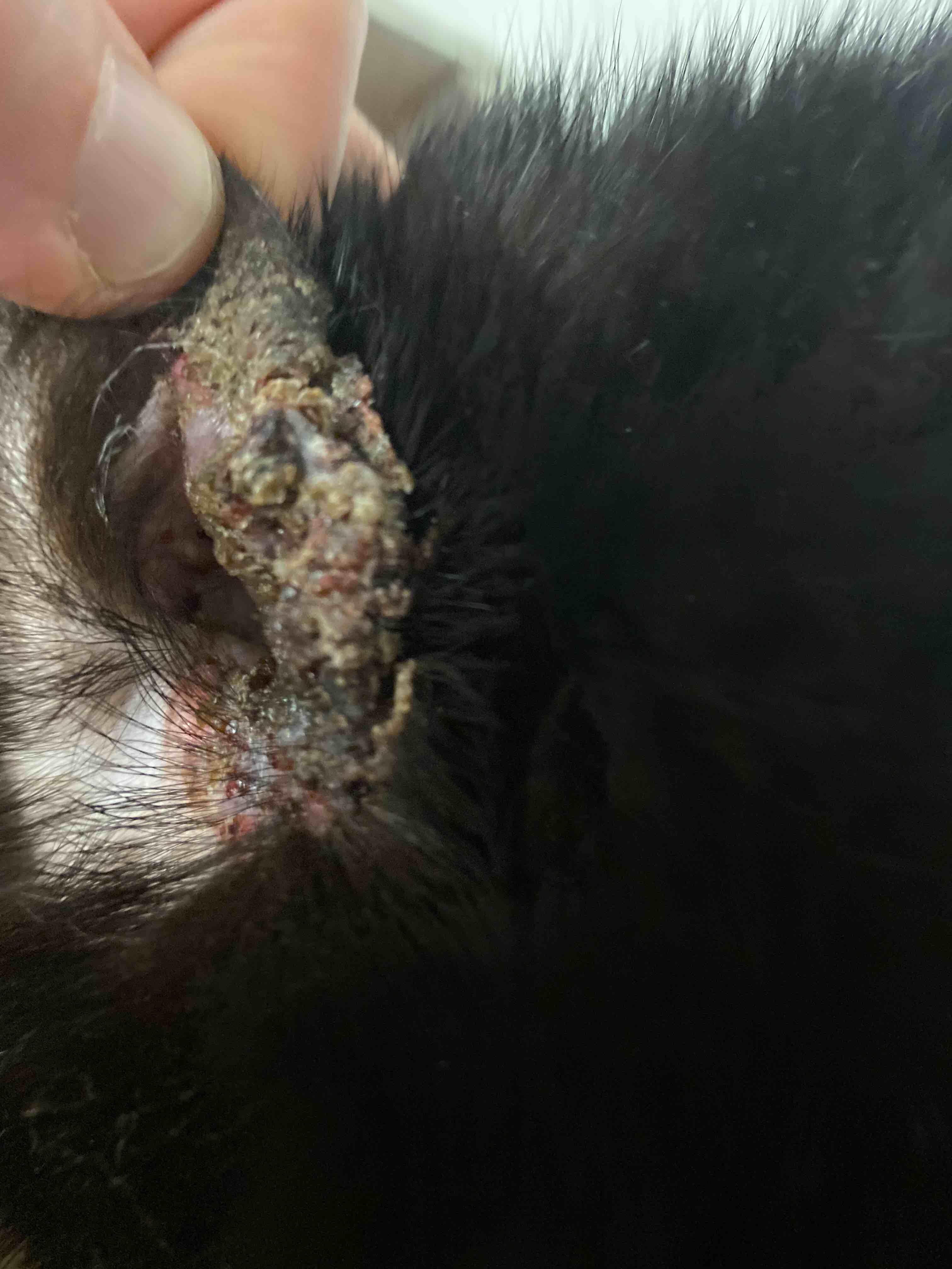 Question details sensitive content