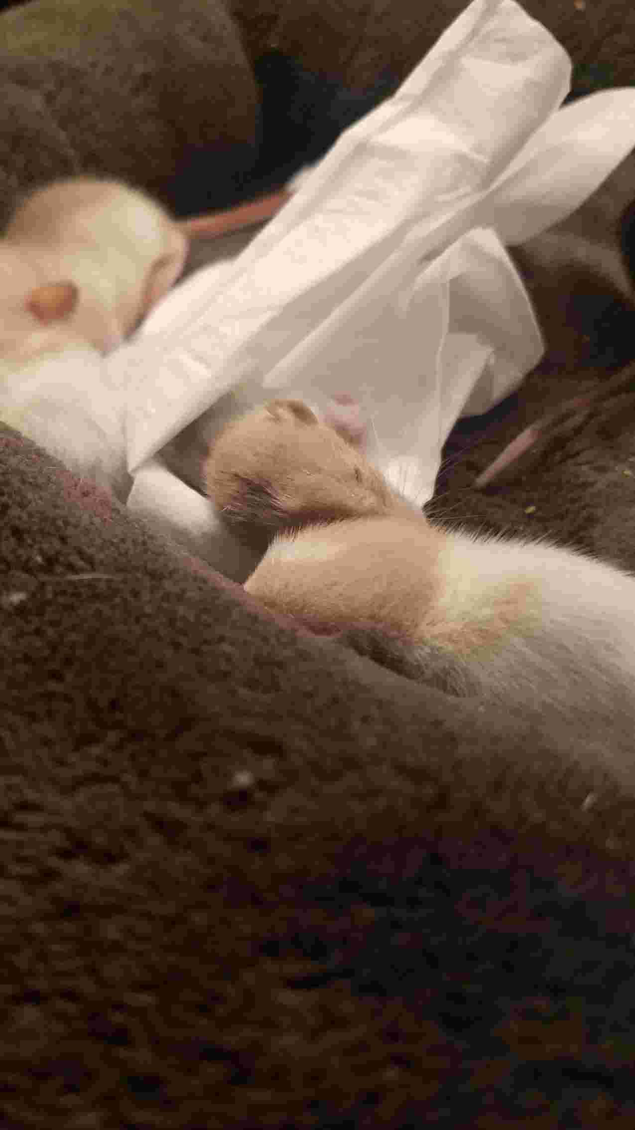 Question details sensitive content