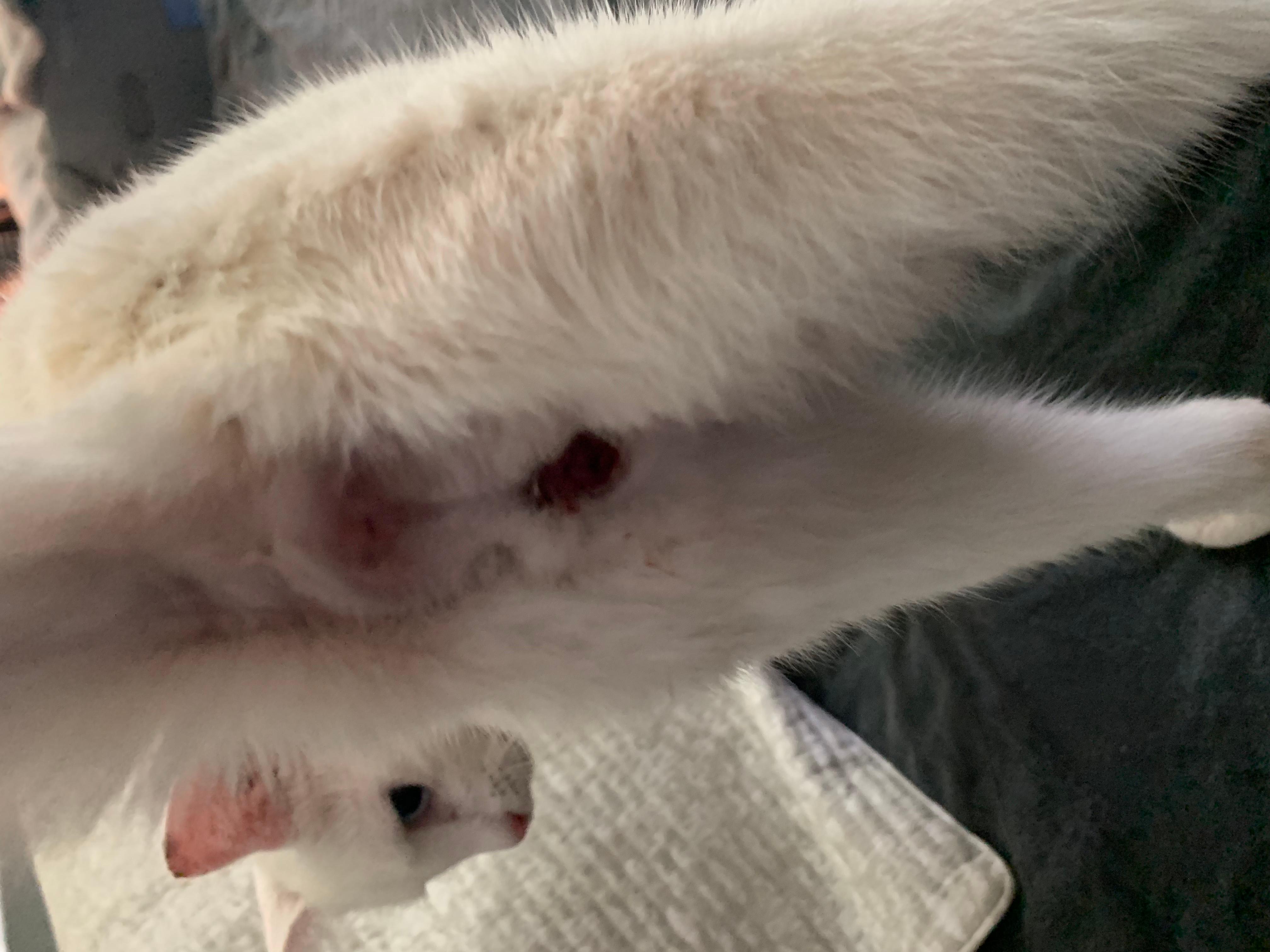 Question details sensitive content