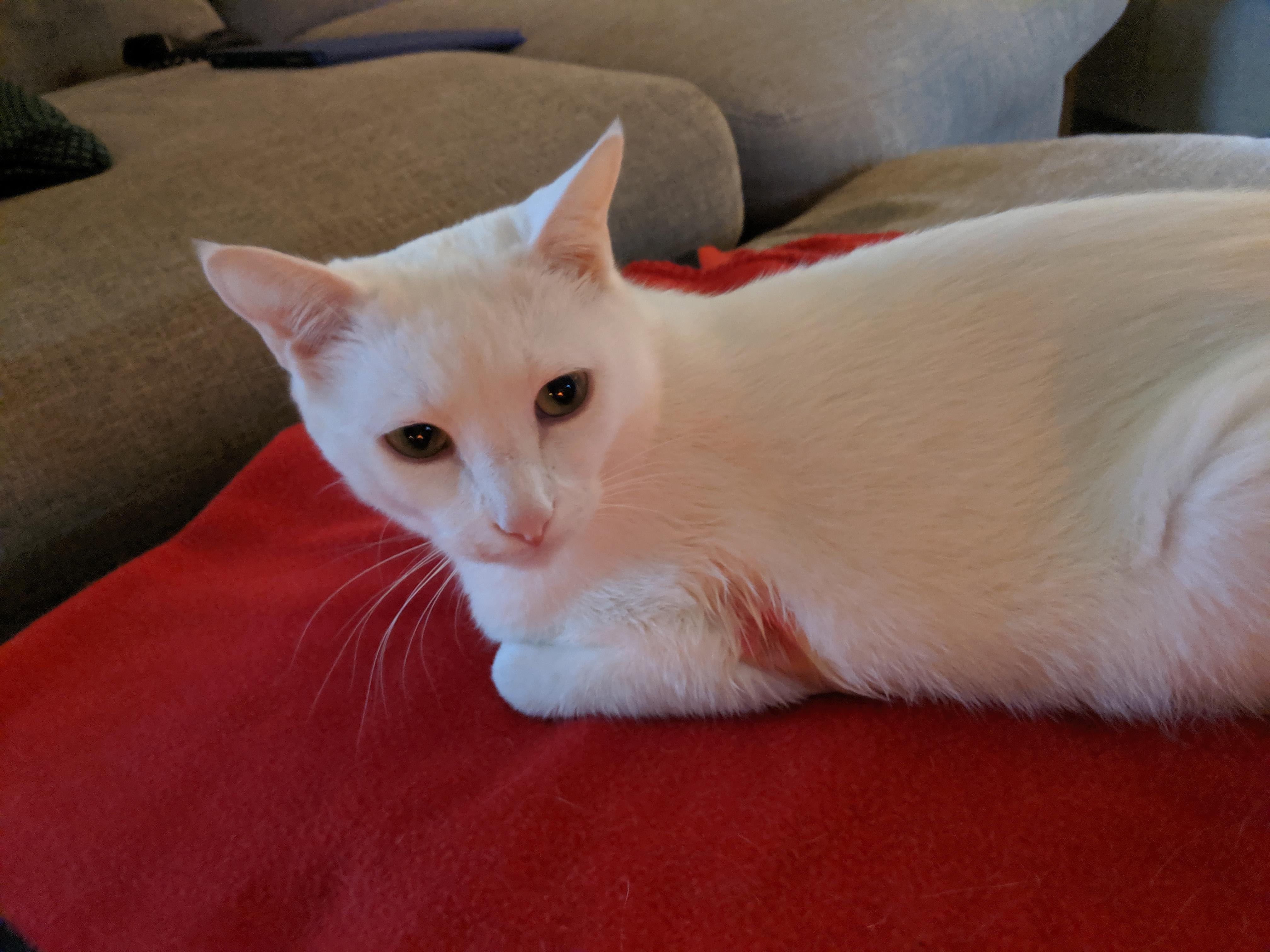 Question details sensitive content