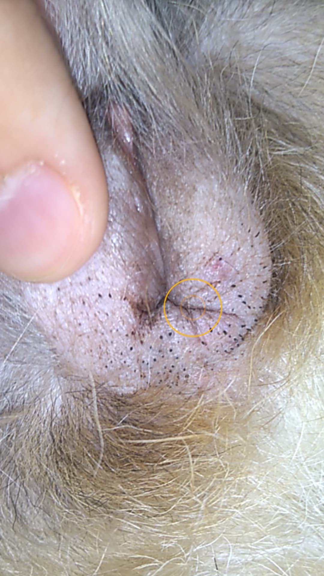 Question details sensitive content