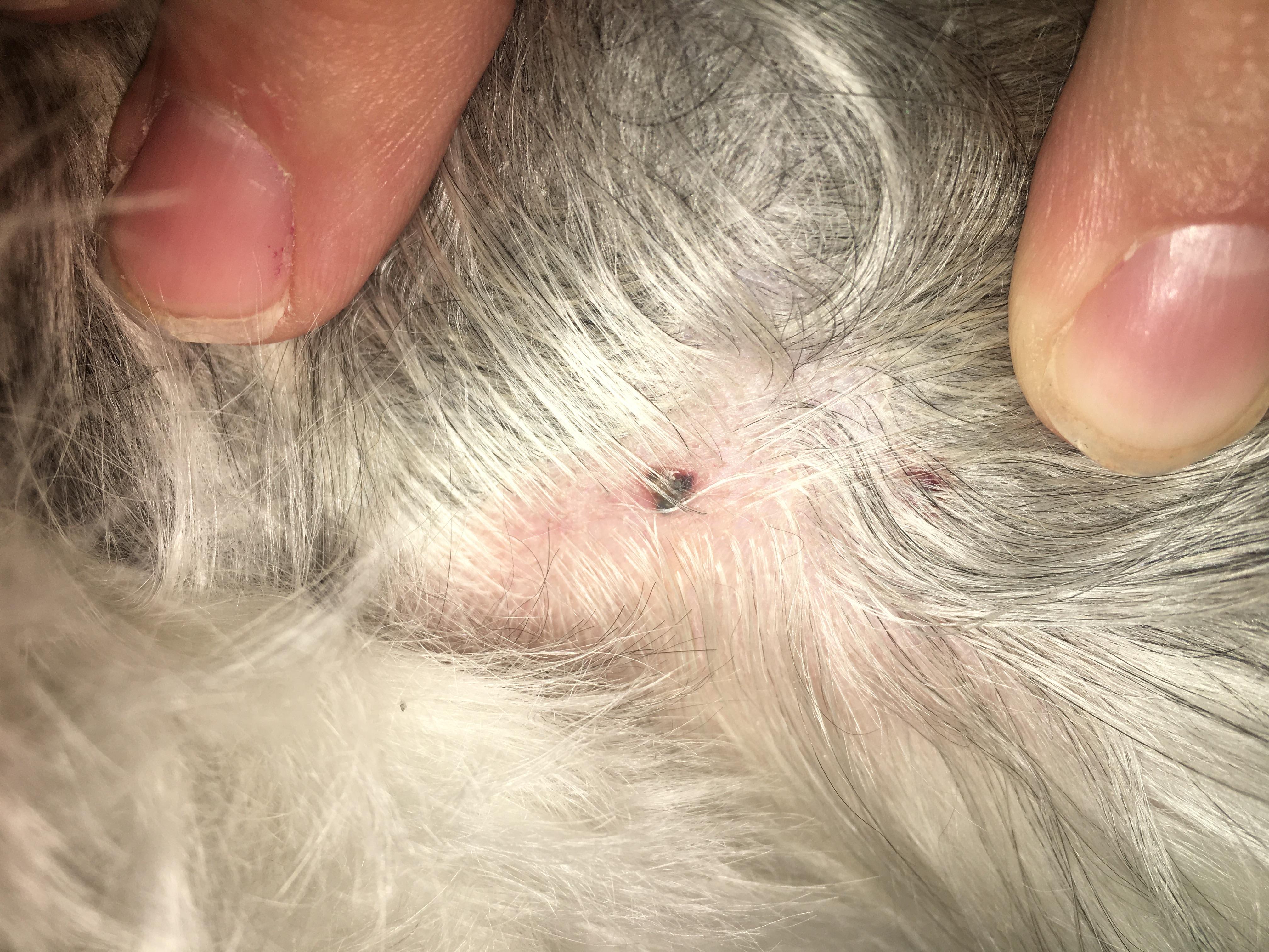 Question details sensitive content