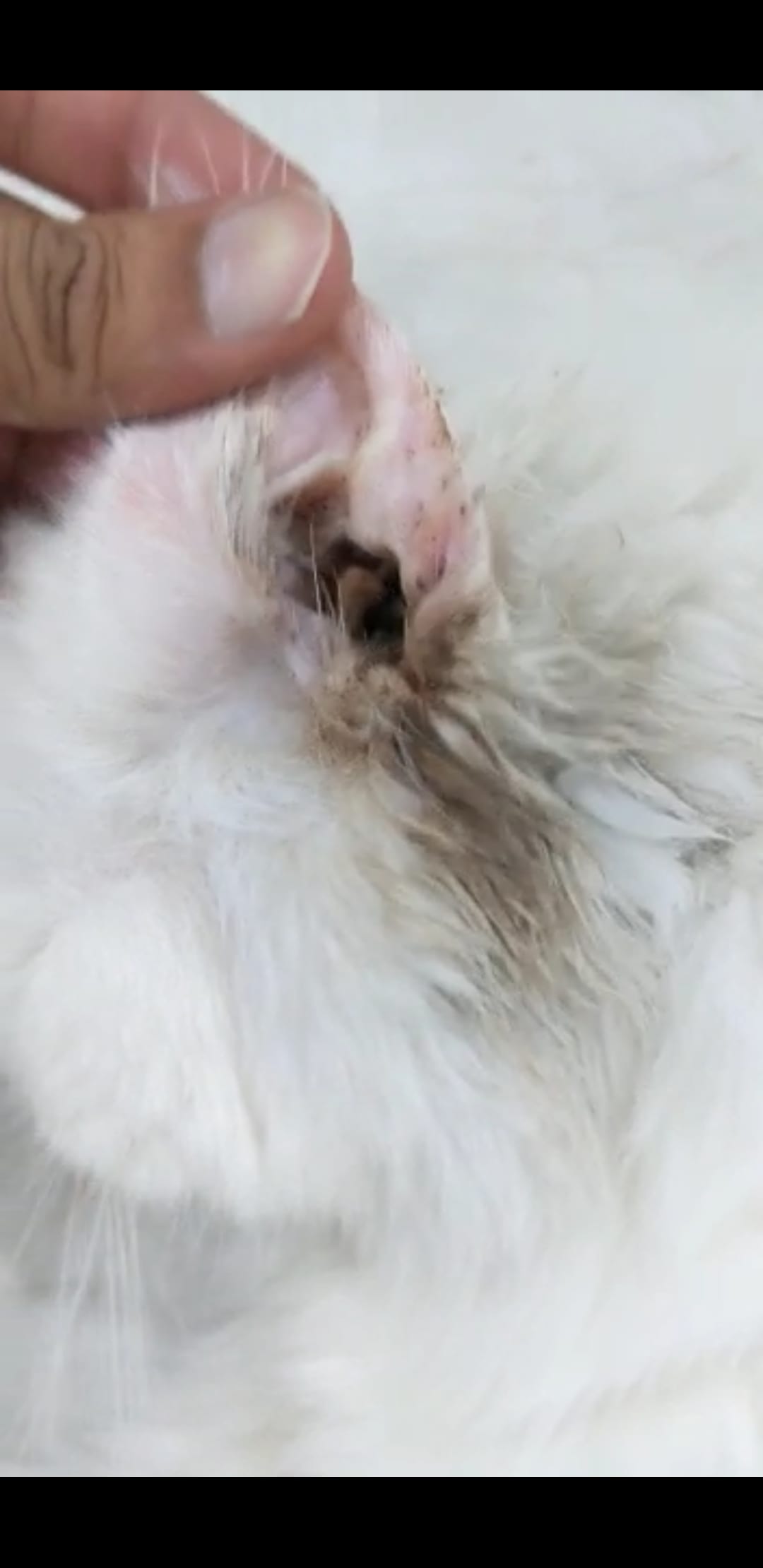 Question details sensitive content