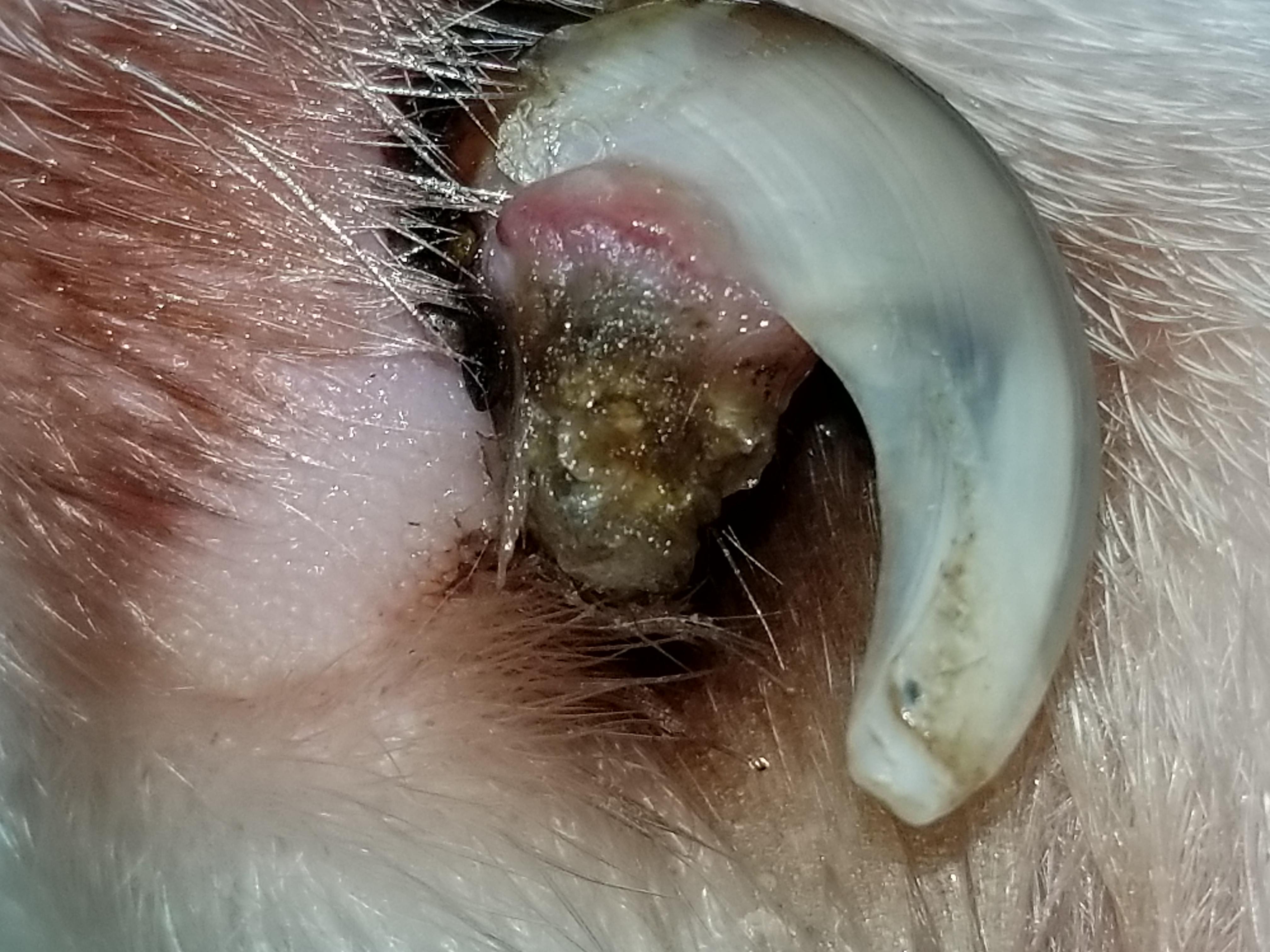 Question details sensitive content