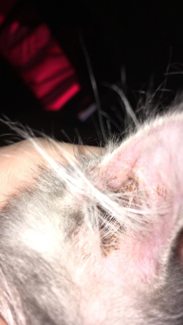 Question details sensitive content