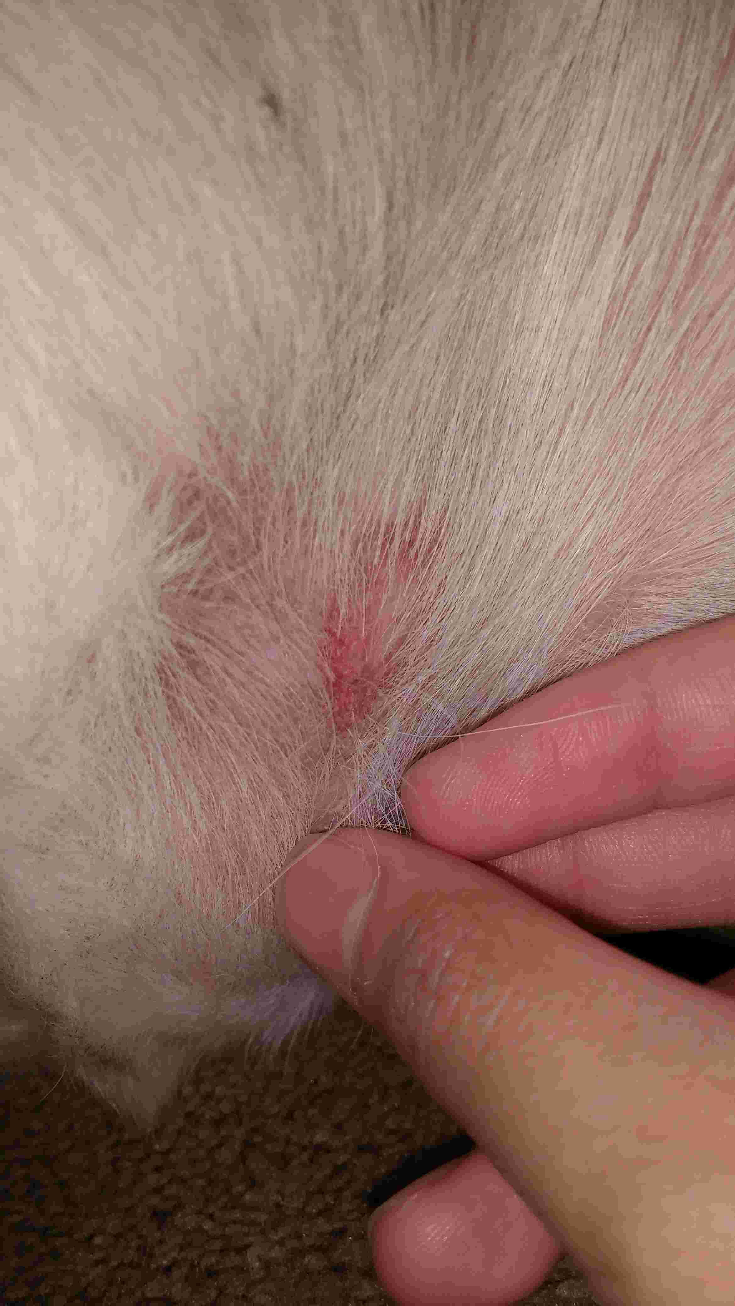 Question details sensitive content