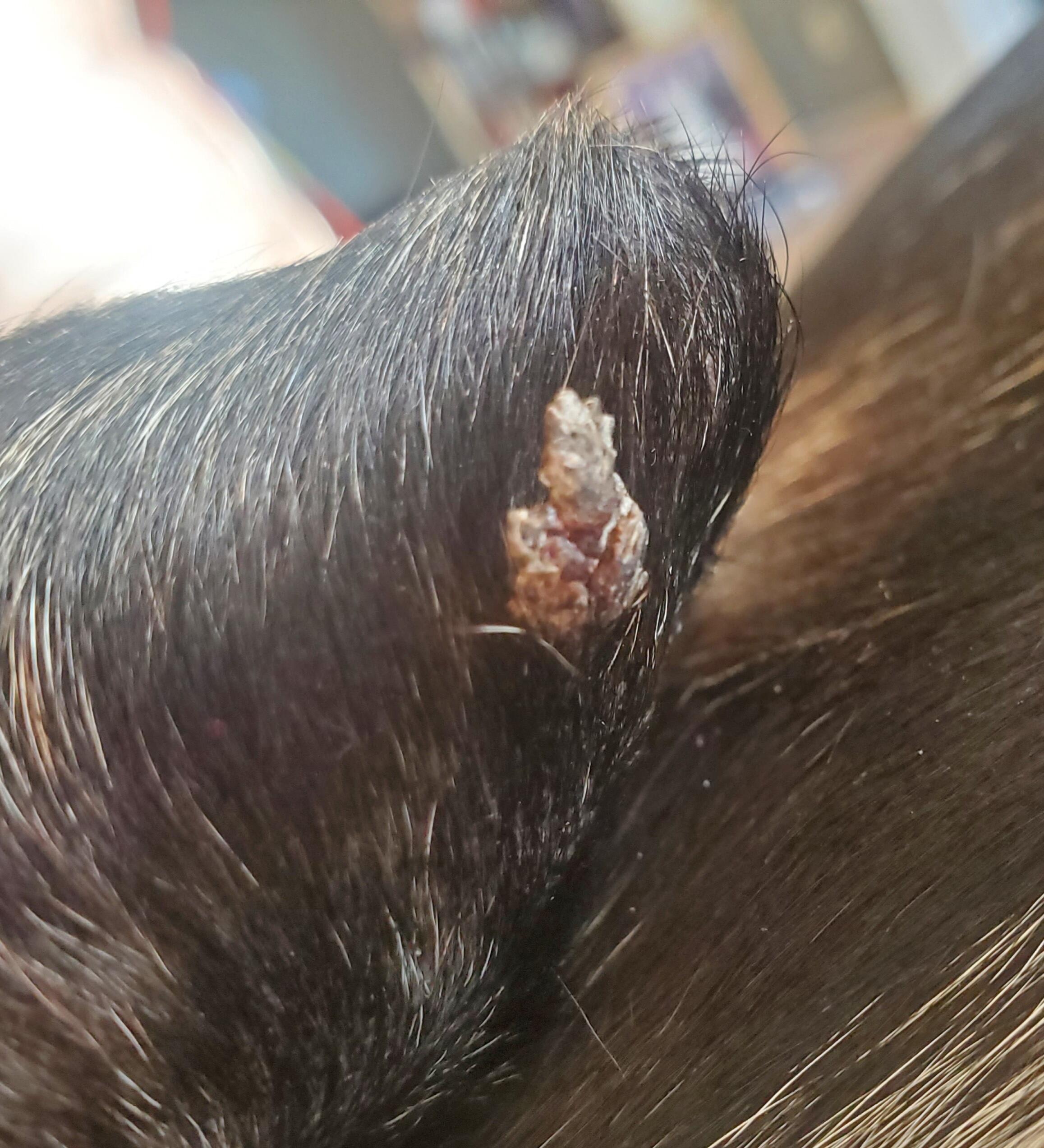 Question details sensitive content