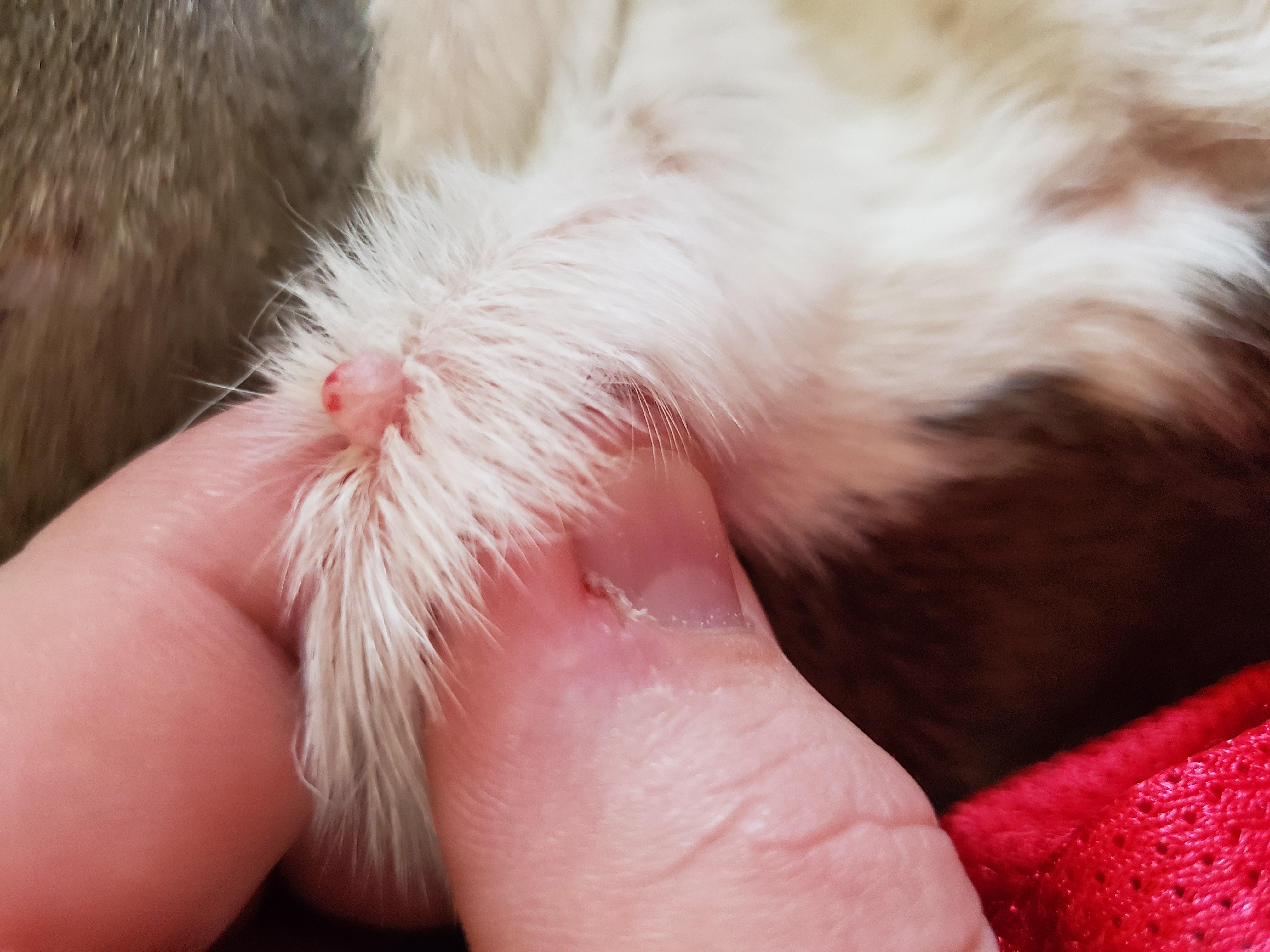 Question details sensitive content