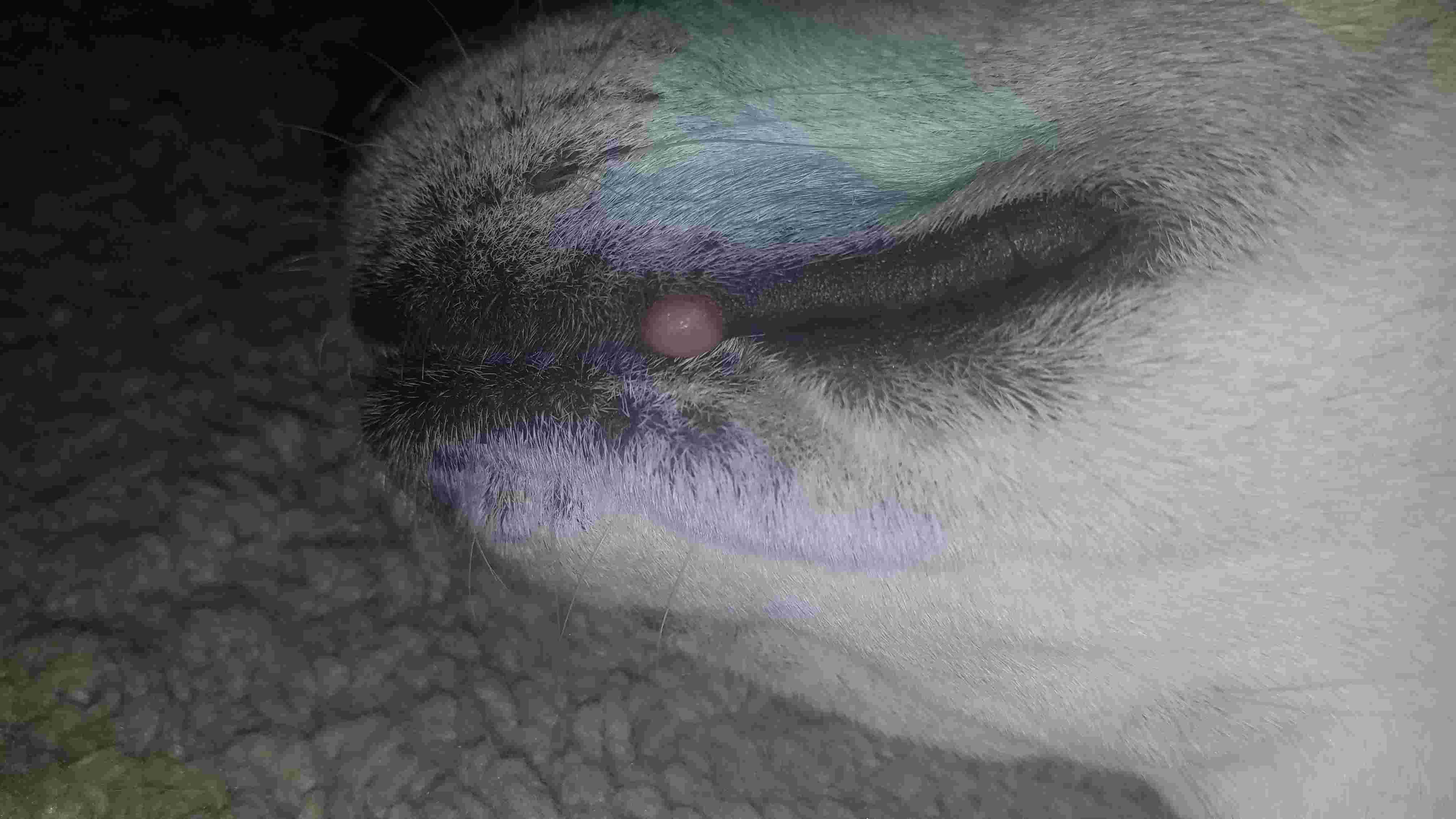 Question details sensitive content