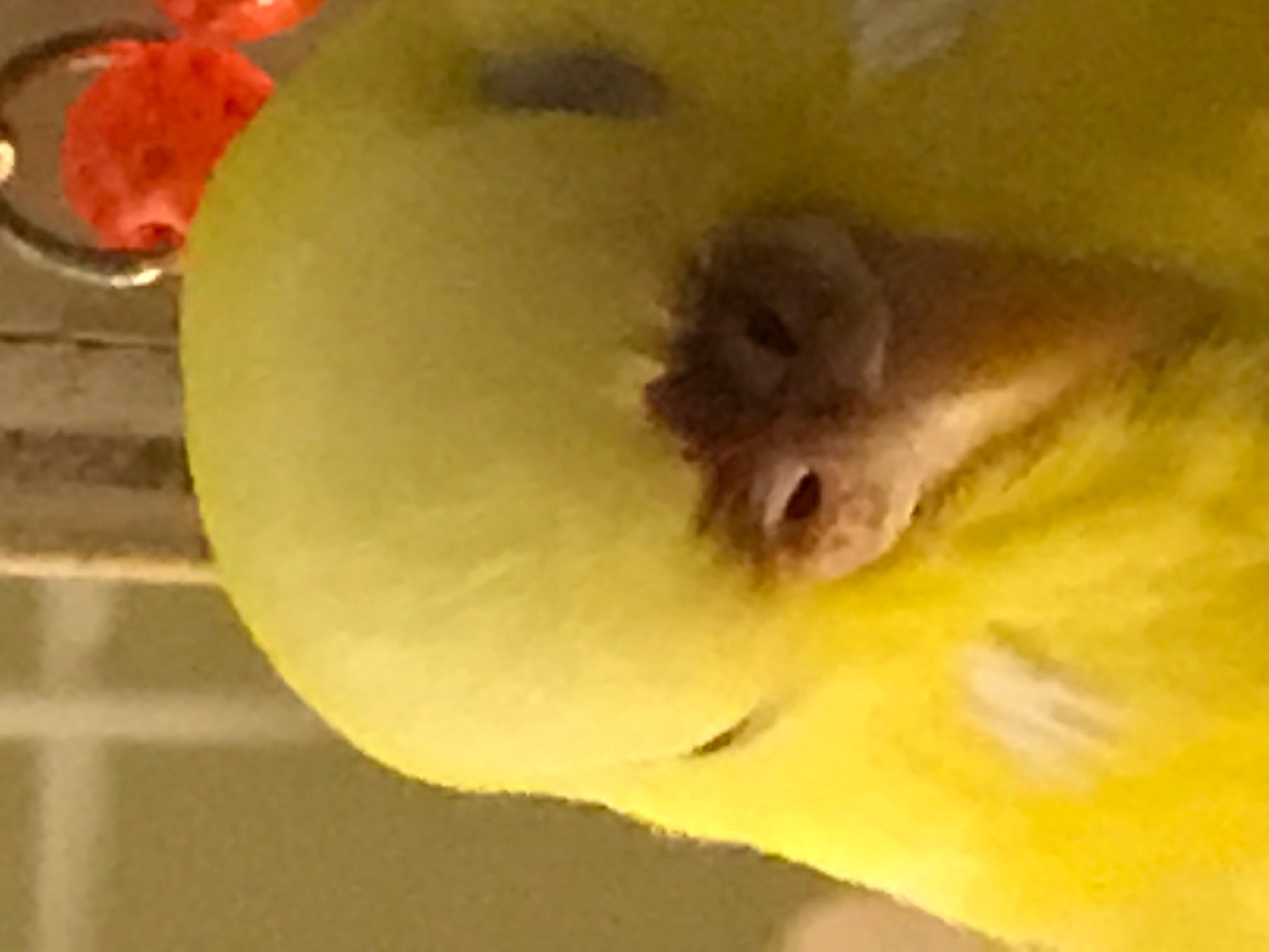 Question details sensitive content