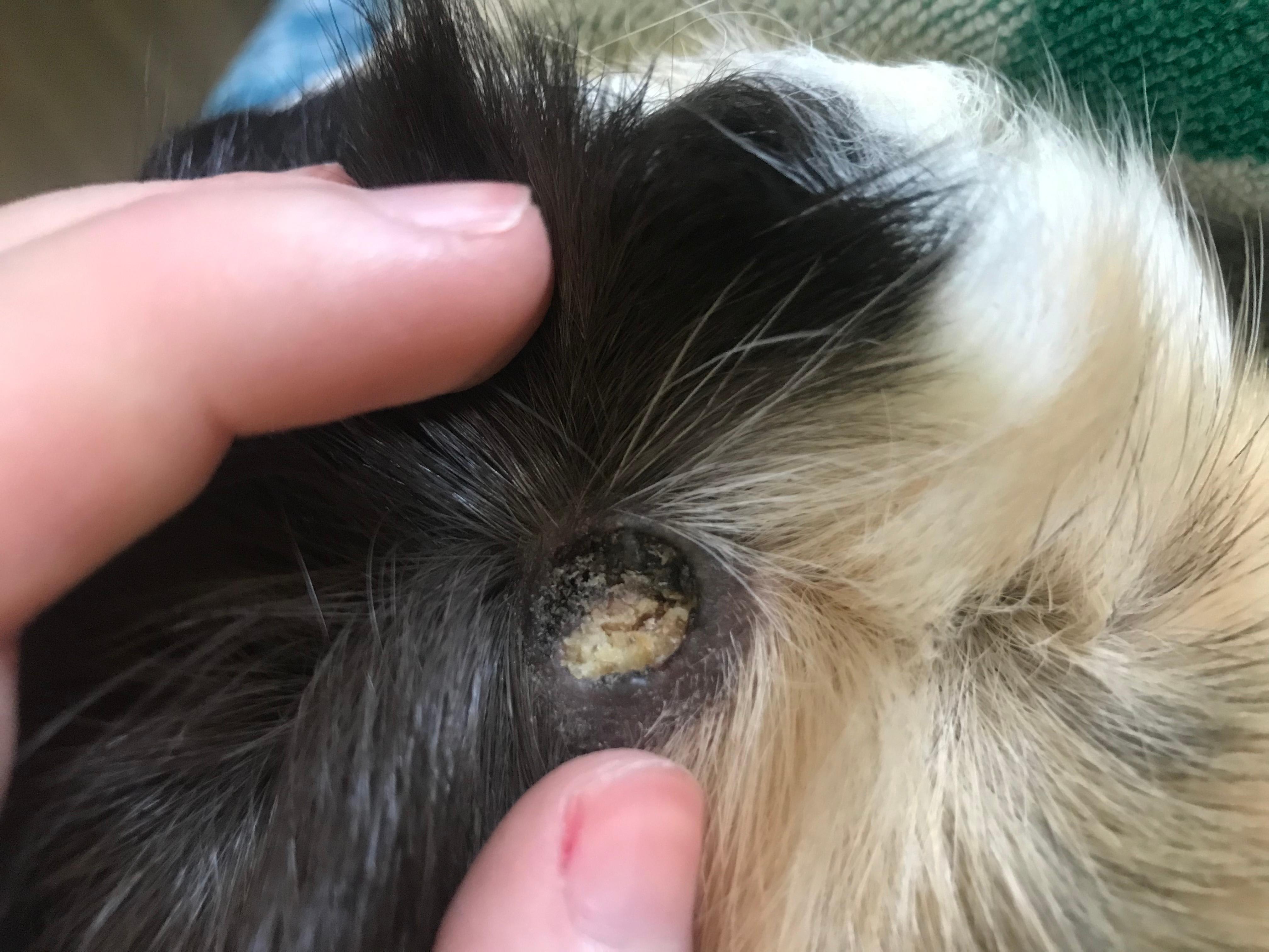 Question details sensitive content