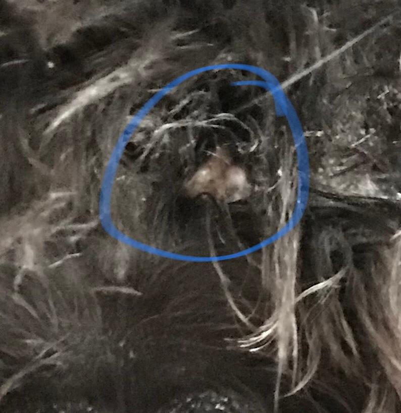 Question details sensitive content