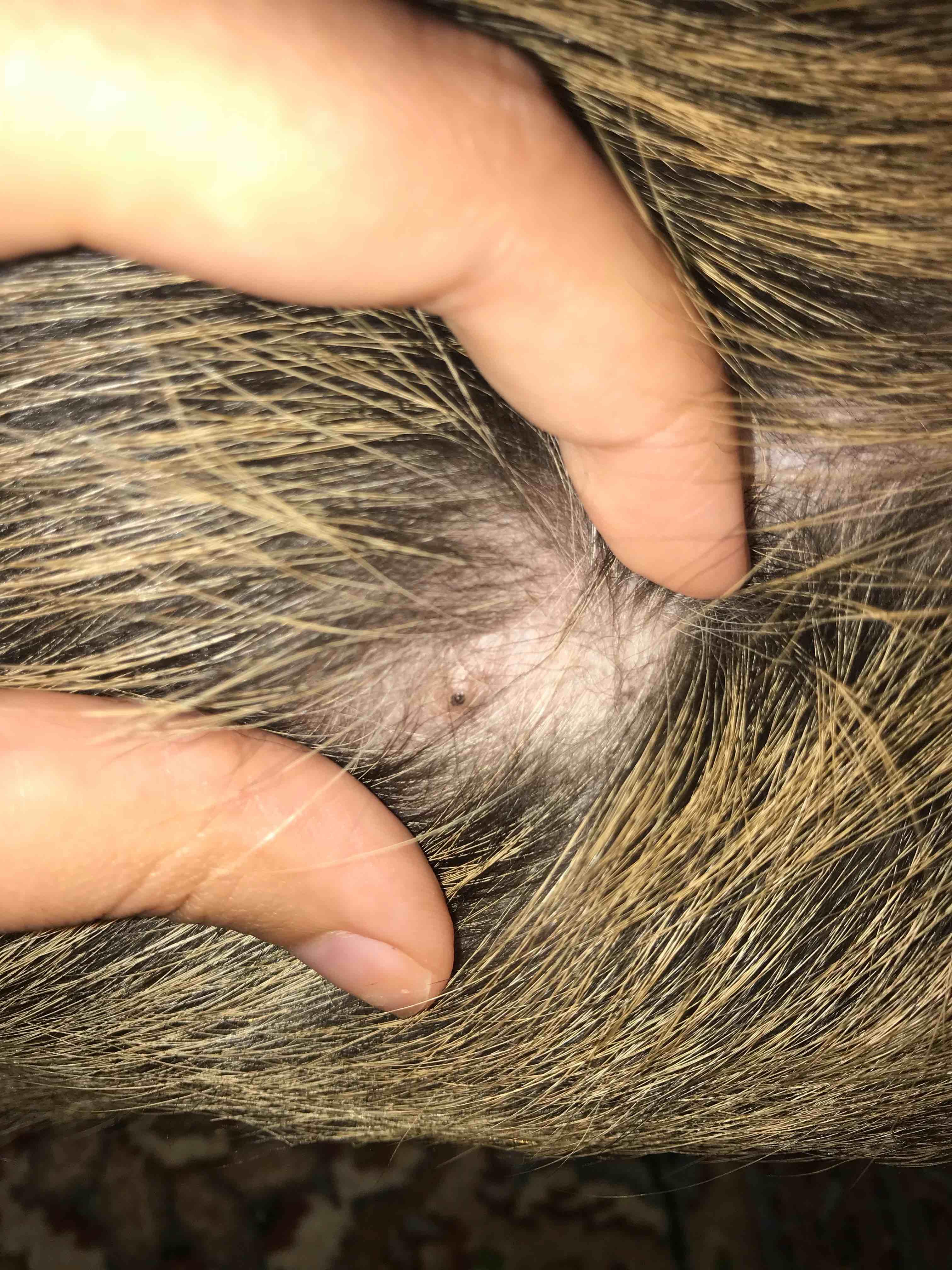 Question details sensitive content