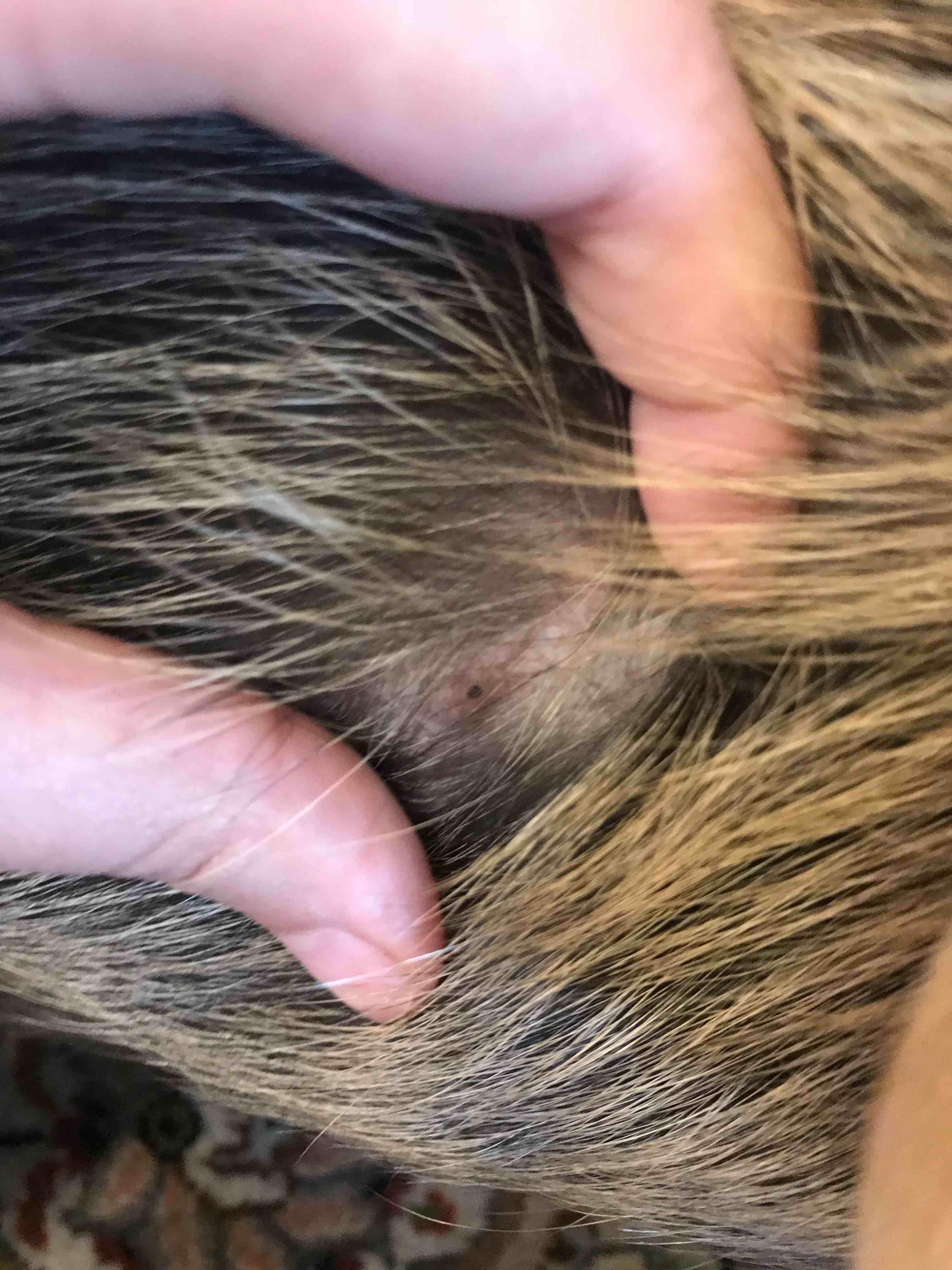 Question details sensitive content