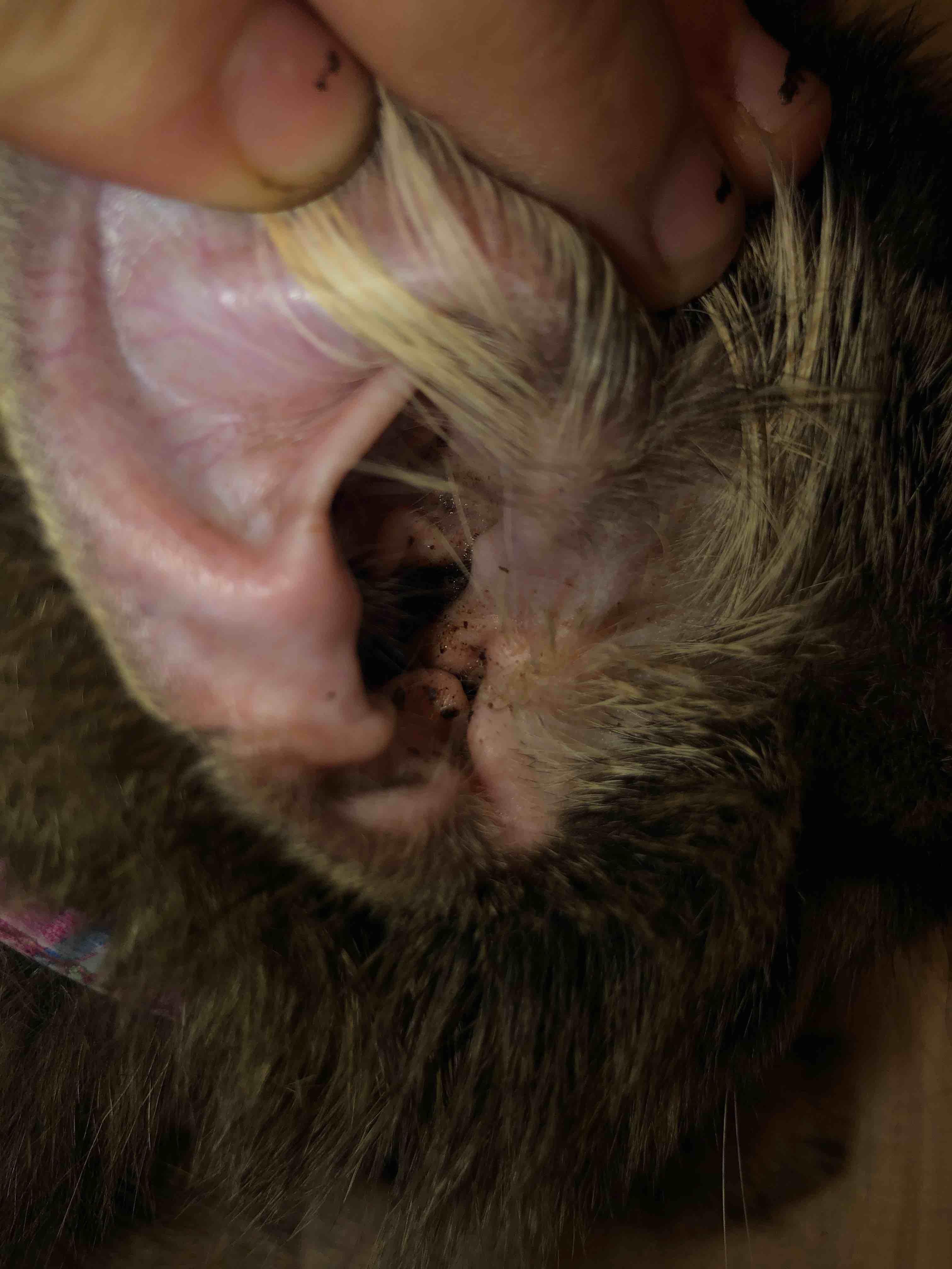 Question details sensitive content