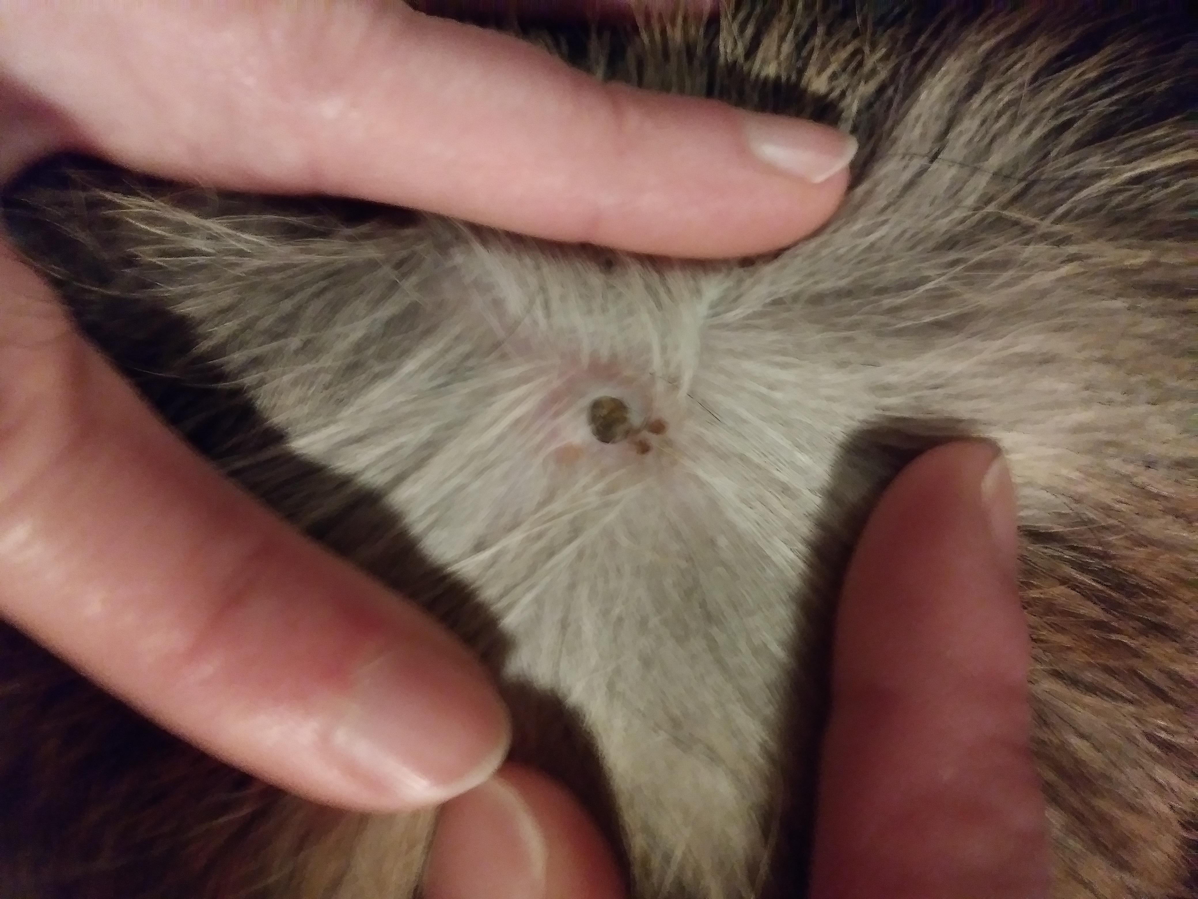 Question details sensitive content