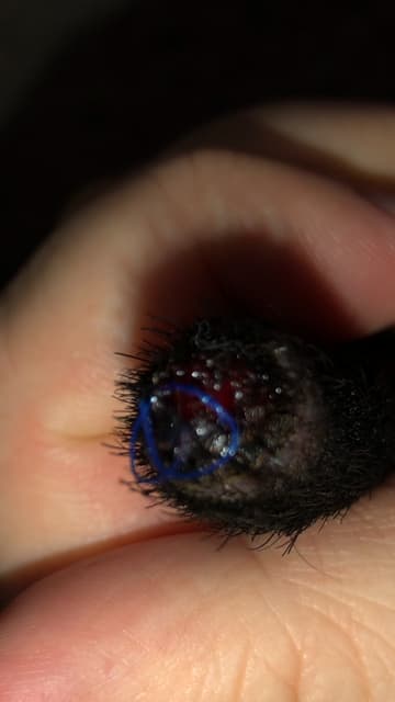 Question details sensitive content