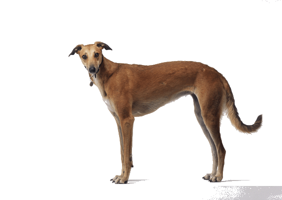 Petco Pet Education Center