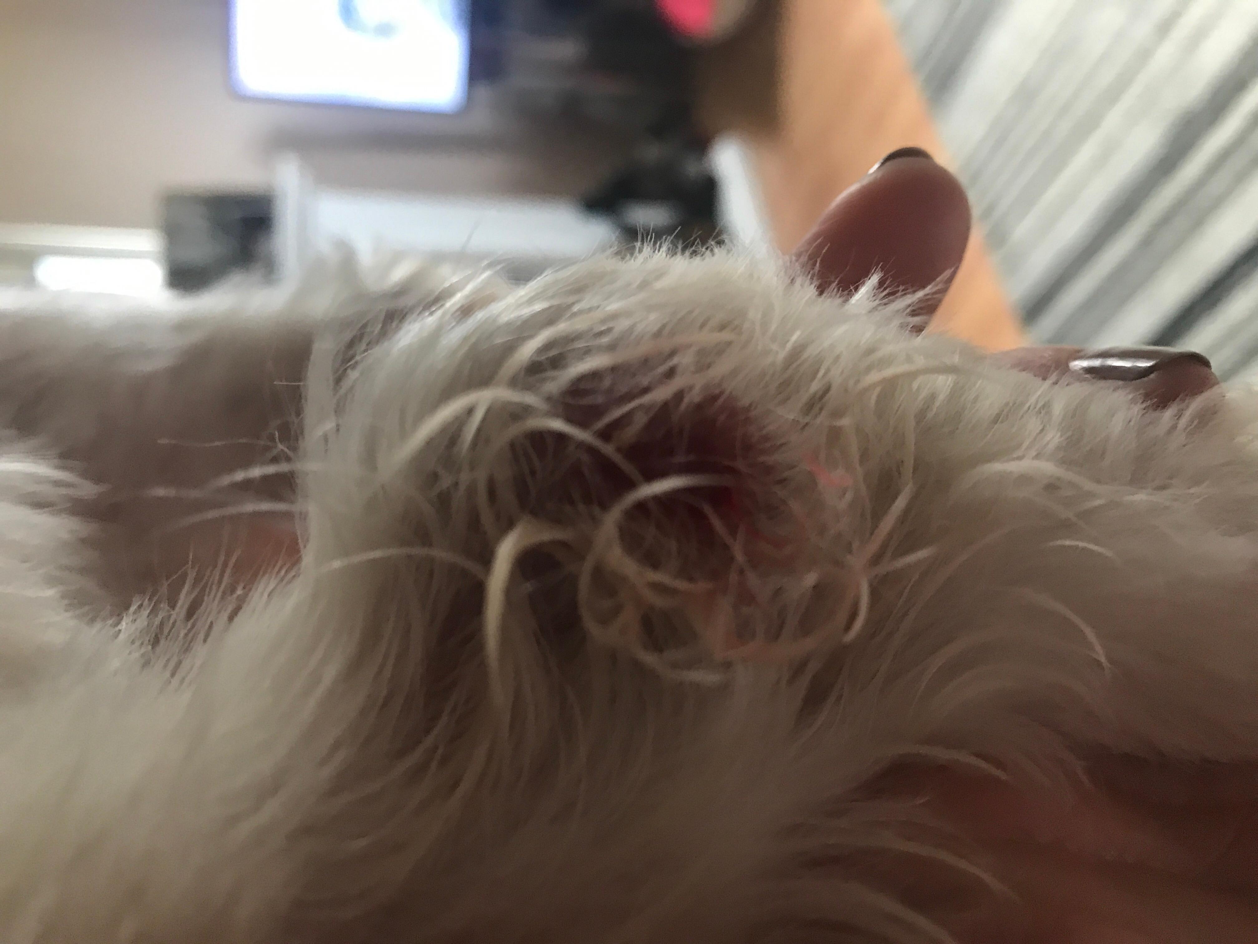 Question details sensitive content