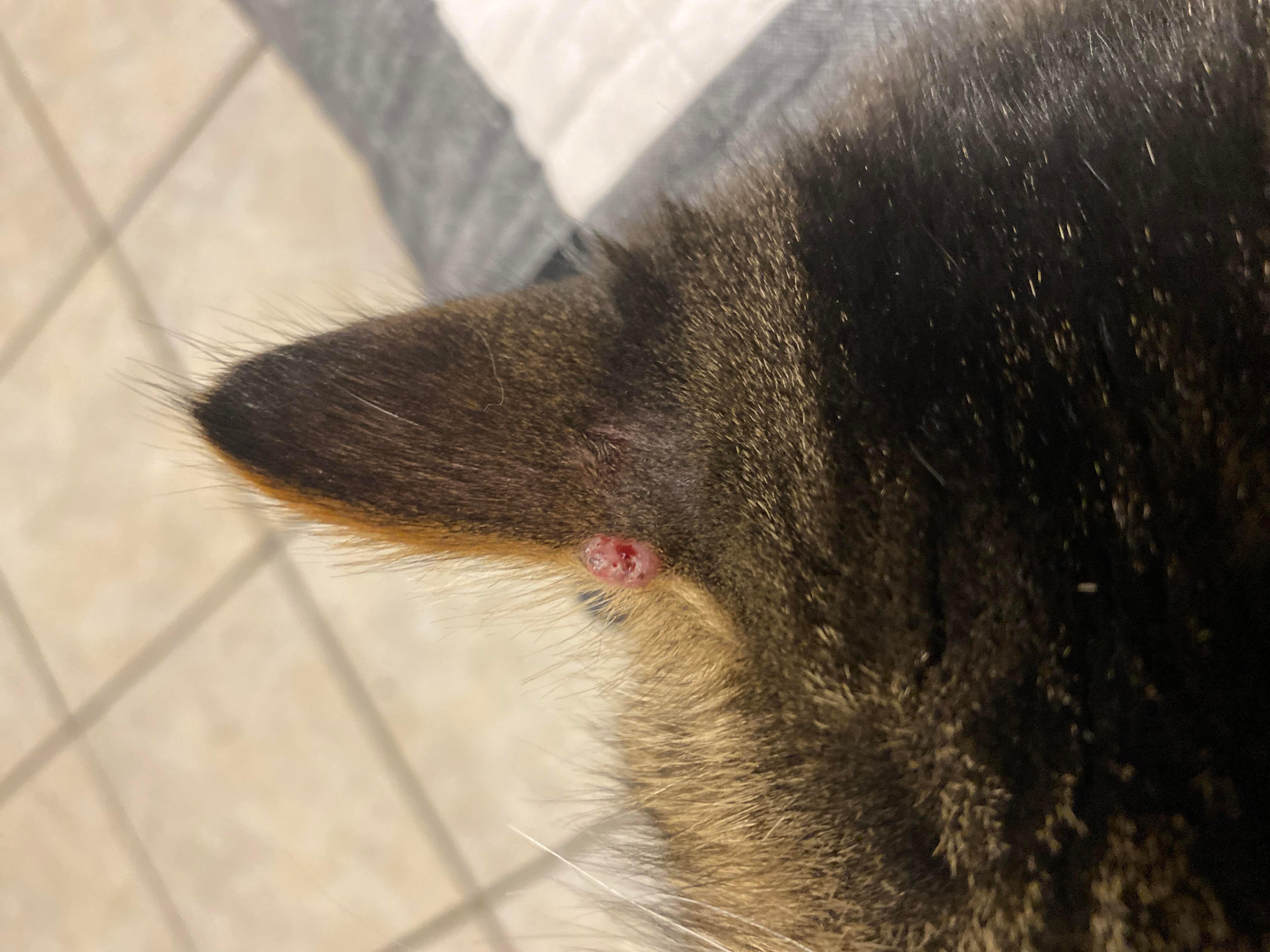 Question details sensitive content