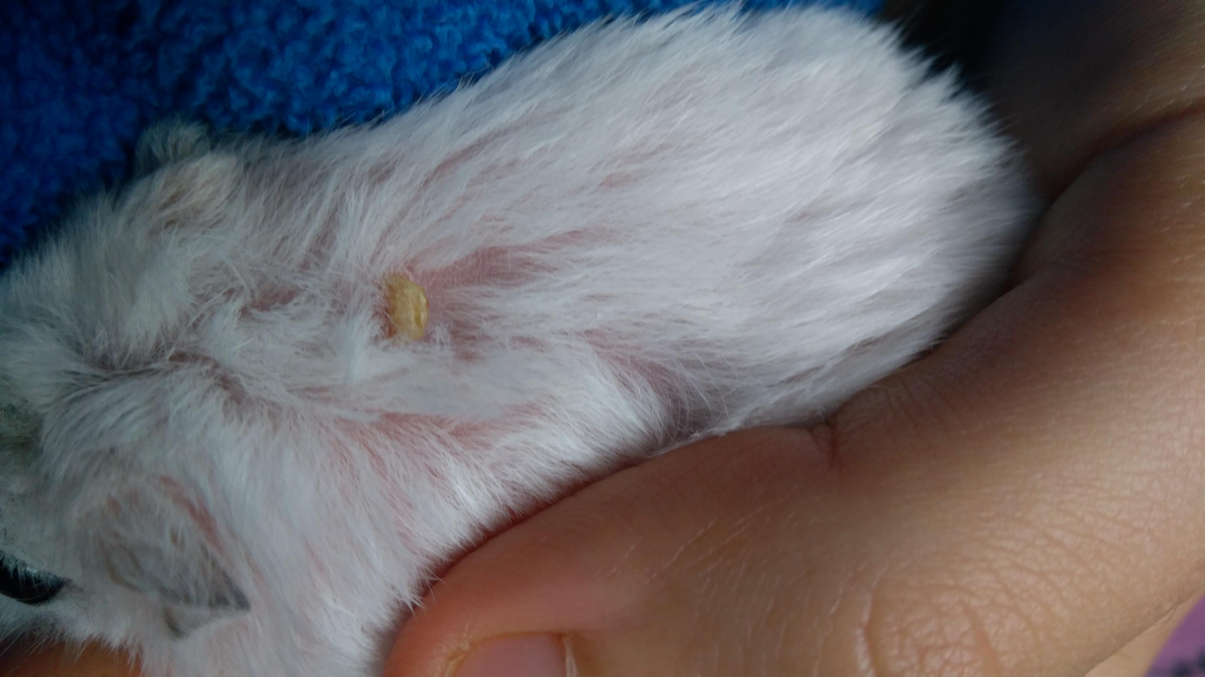 Question details sensitive content