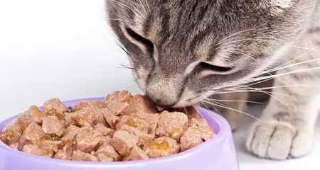 Cats can continue to eat without some or all of their teeth
